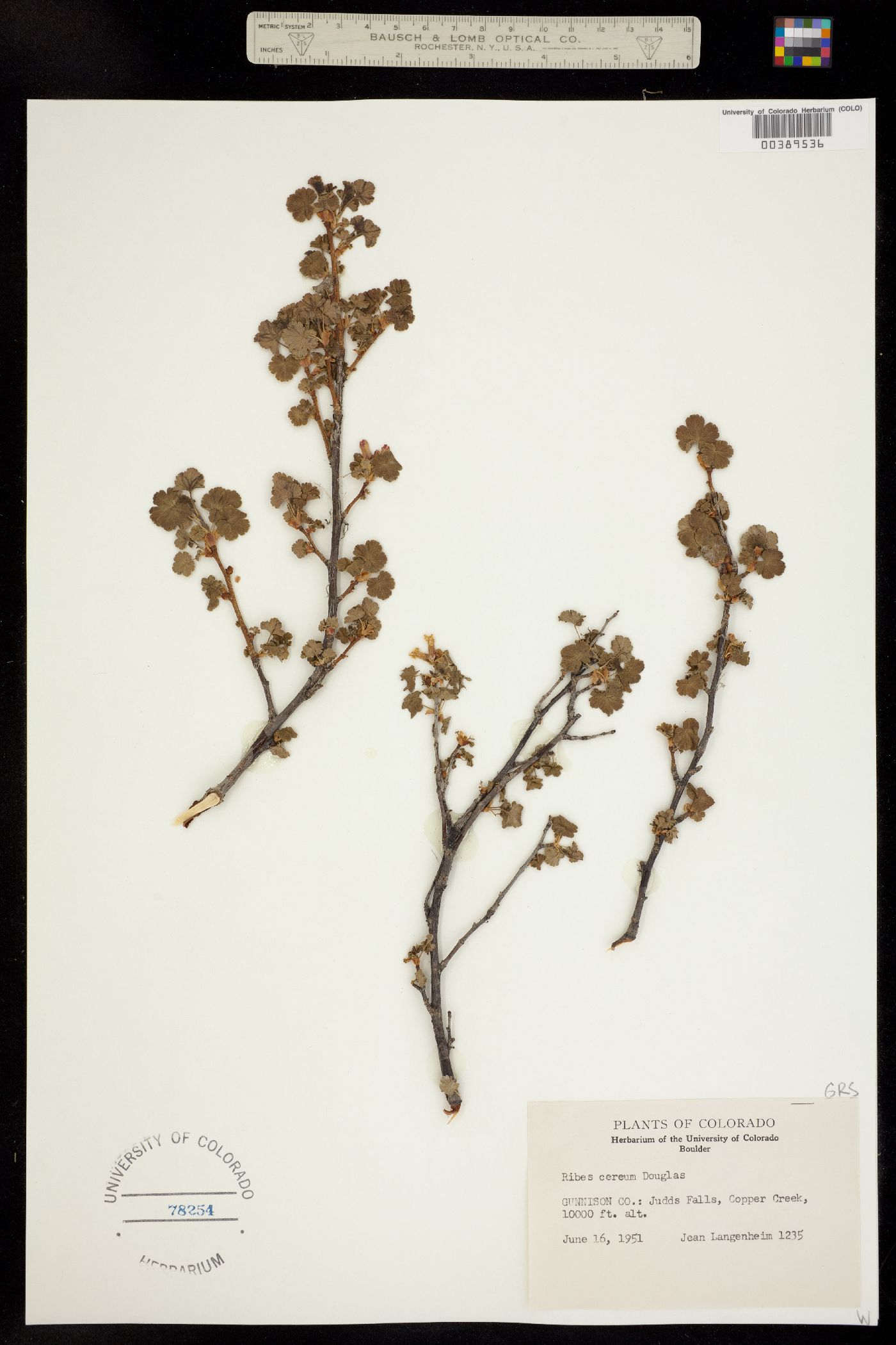 Ribes cereum image