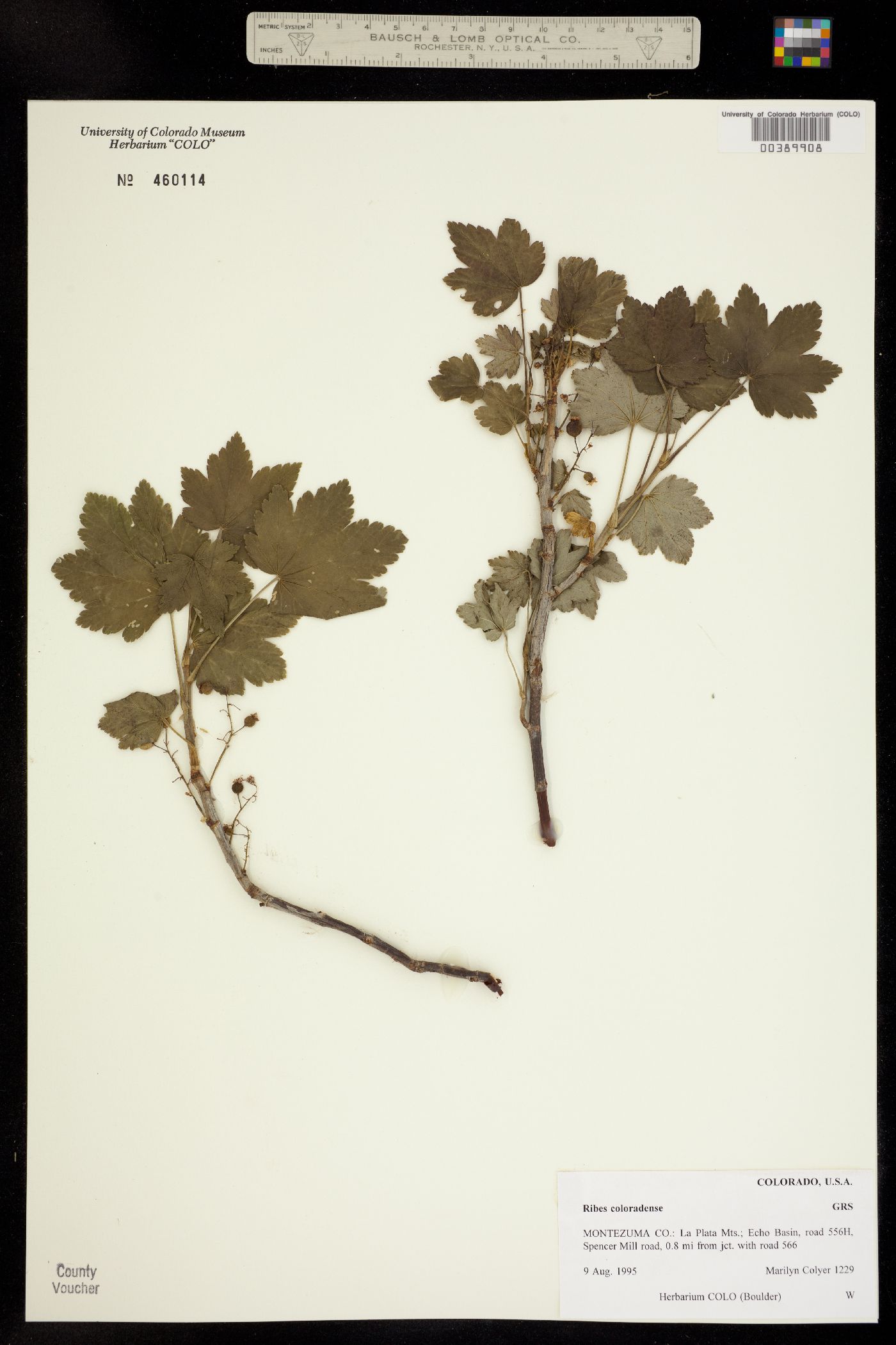 Ribes laxiflorum image