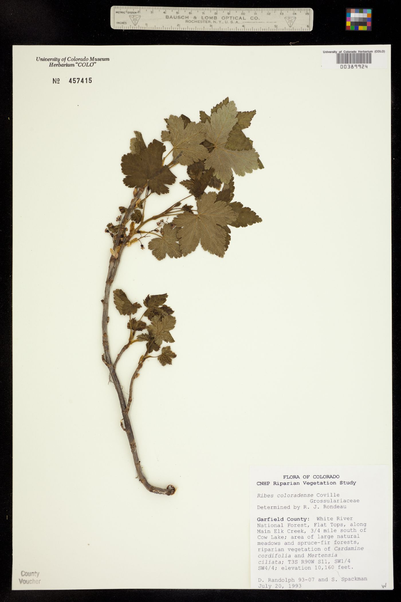 Ribes laxiflorum image