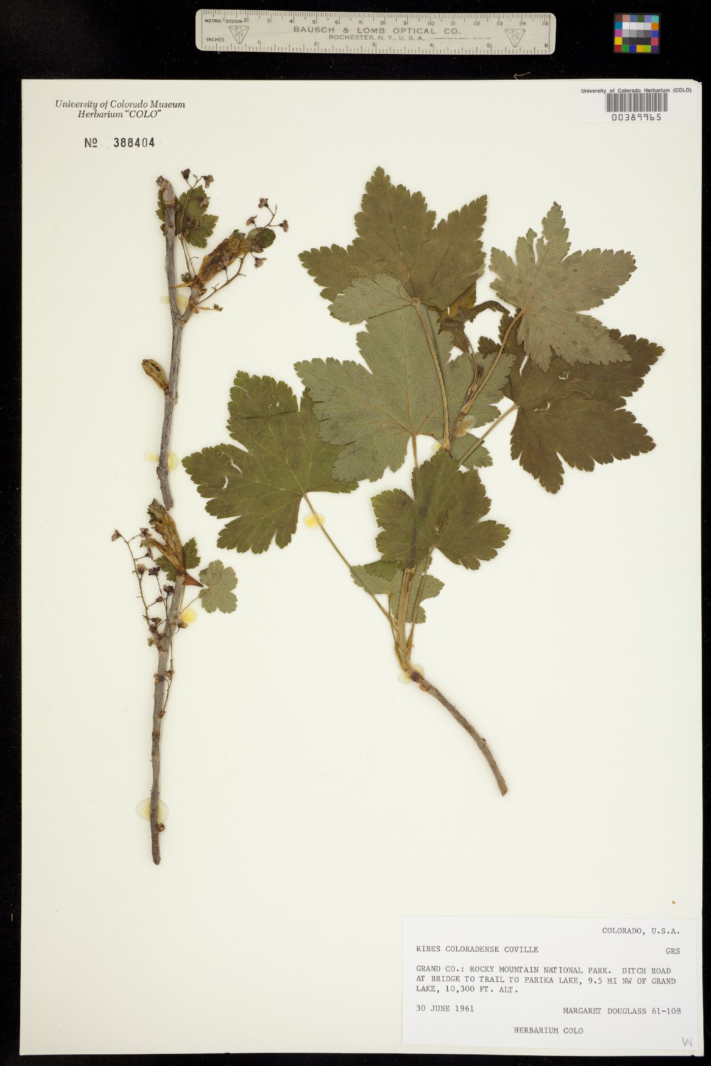 Ribes laxiflorum image