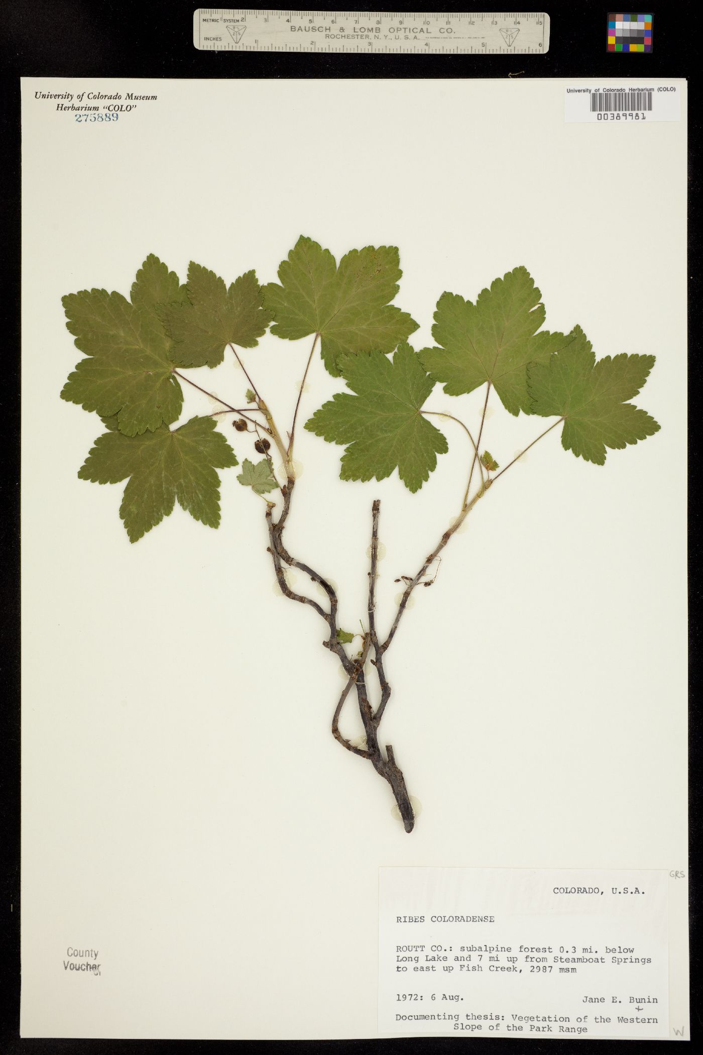 Ribes laxiflorum image