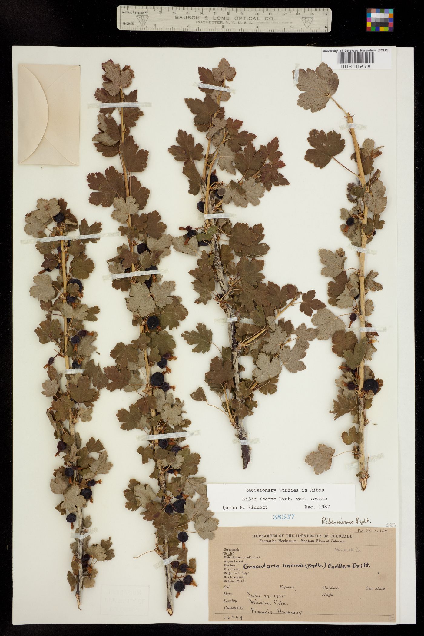 Ribes inerme image