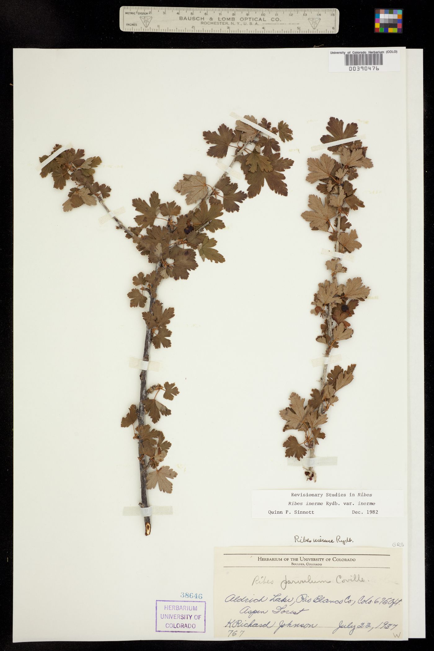Ribes inerme image