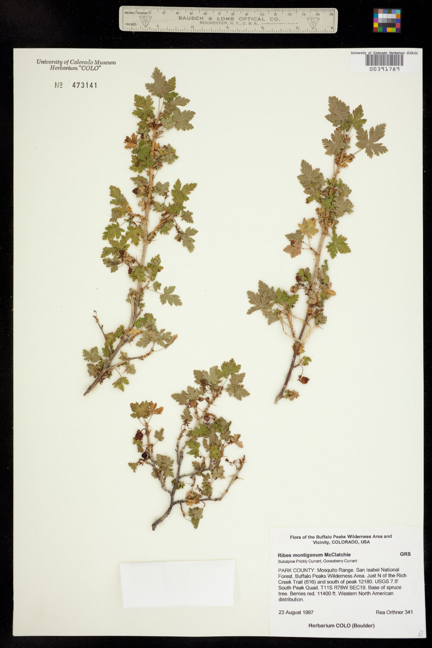 Ribes montigenum image