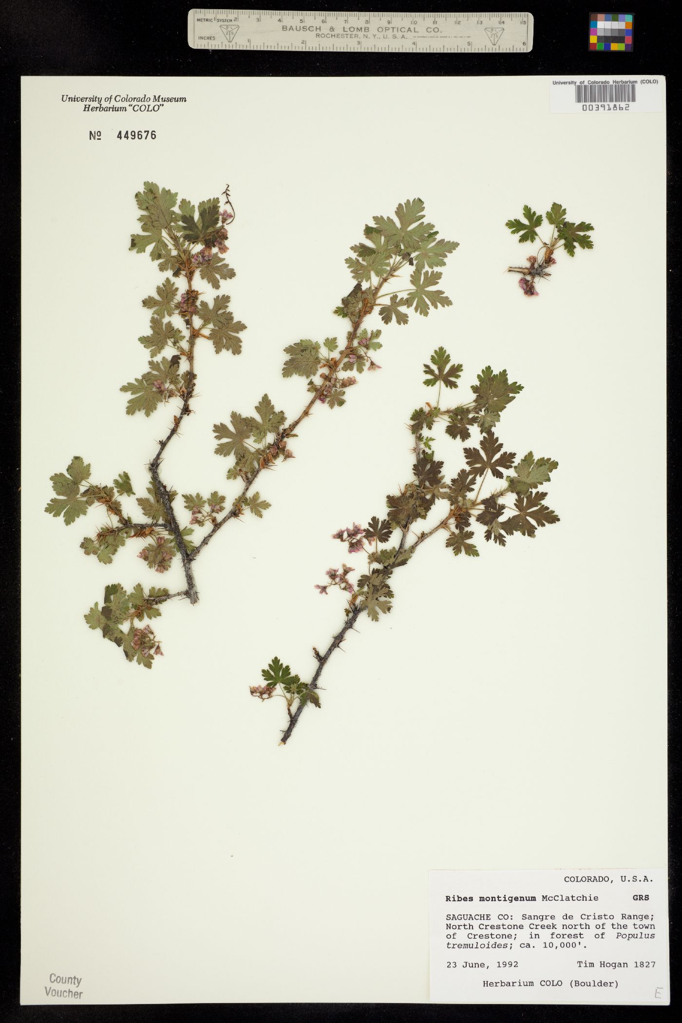 Ribes montigenum image