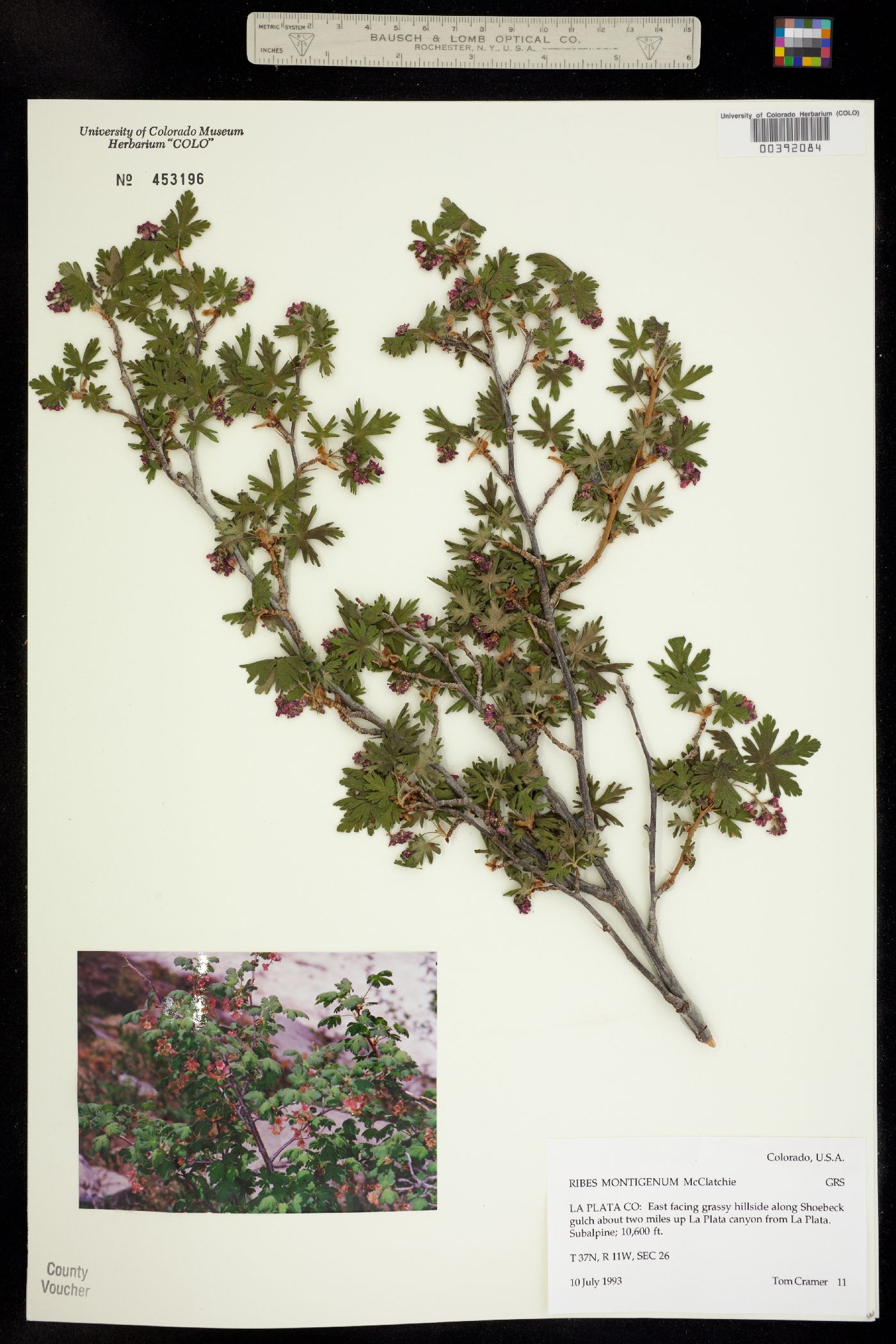 Grossulariaceae image