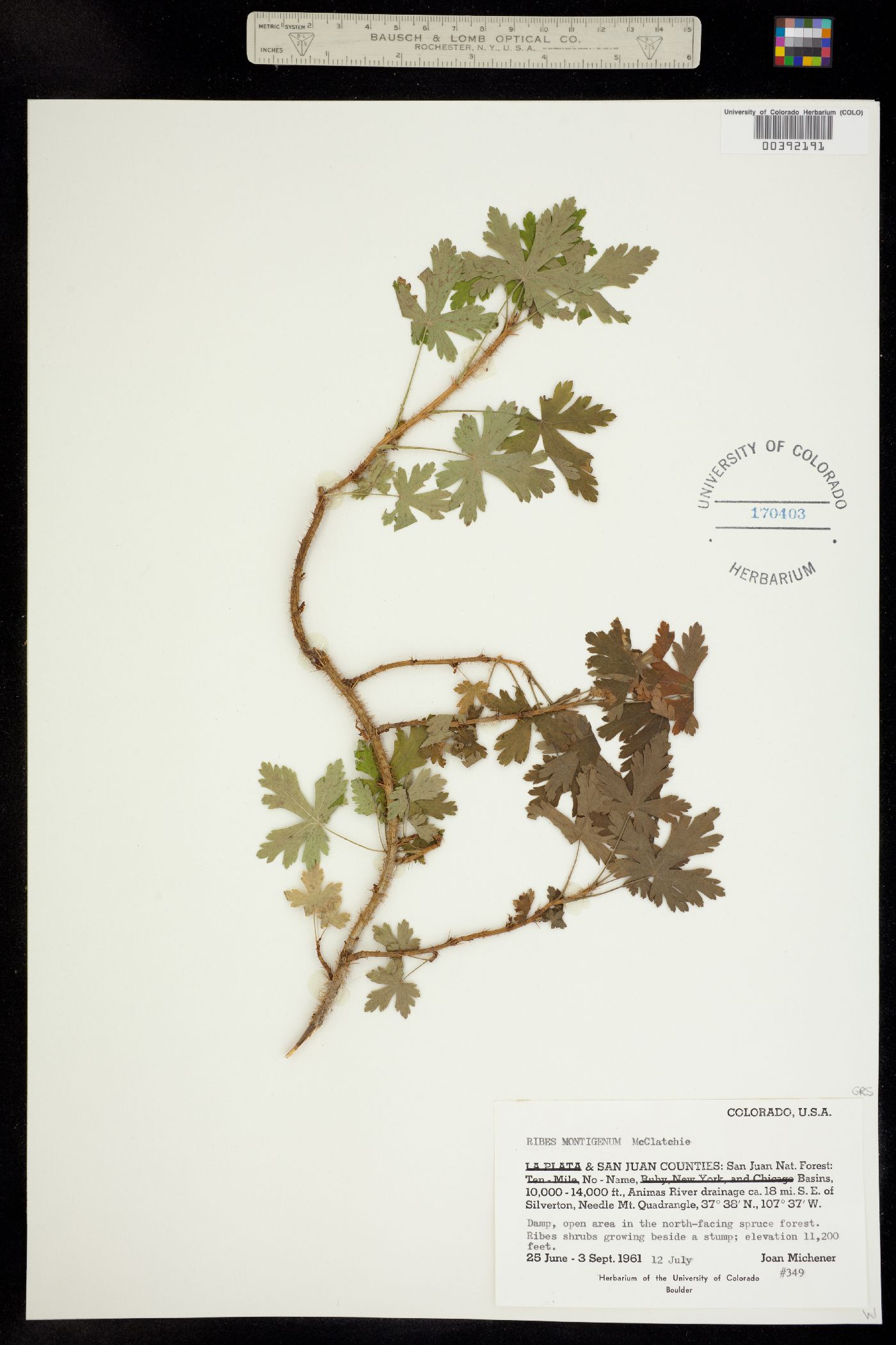 Ribes montigenum image