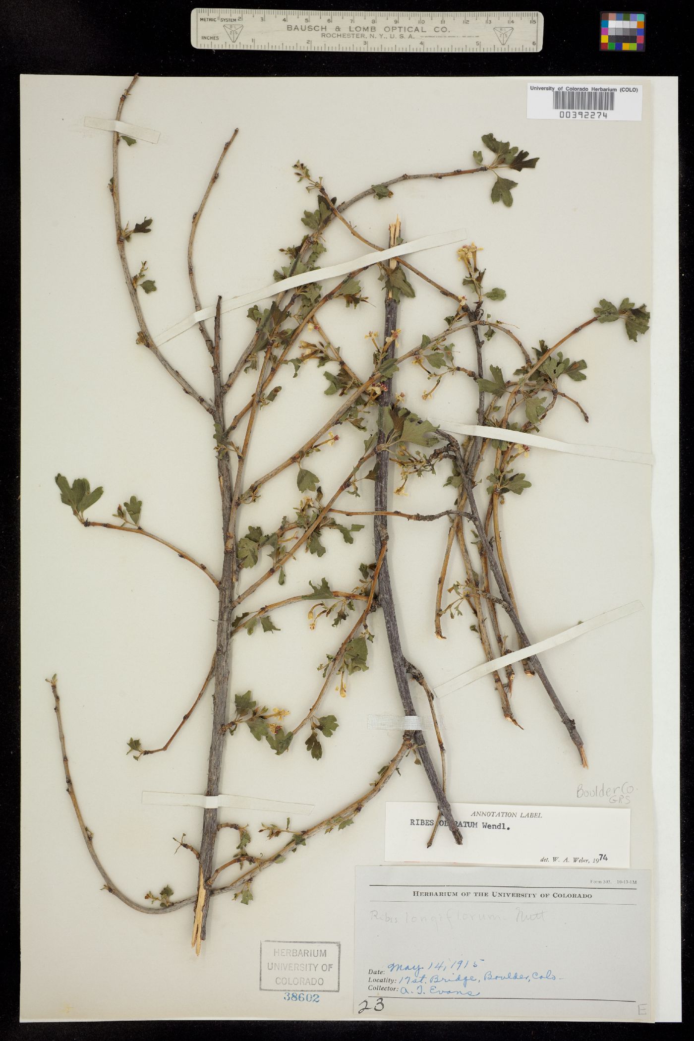 Ribes aureum var. villosum image