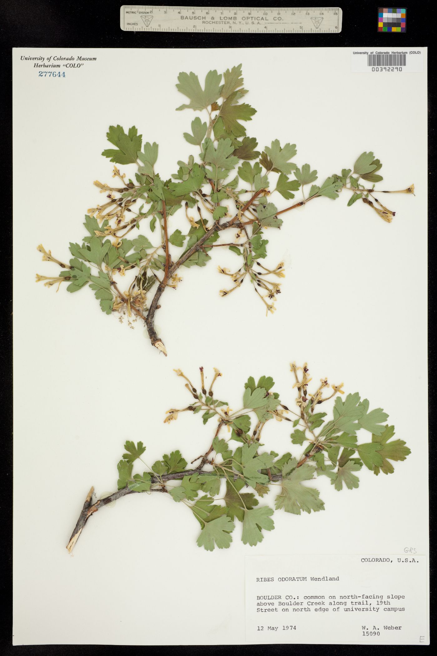 Ribes aureum image