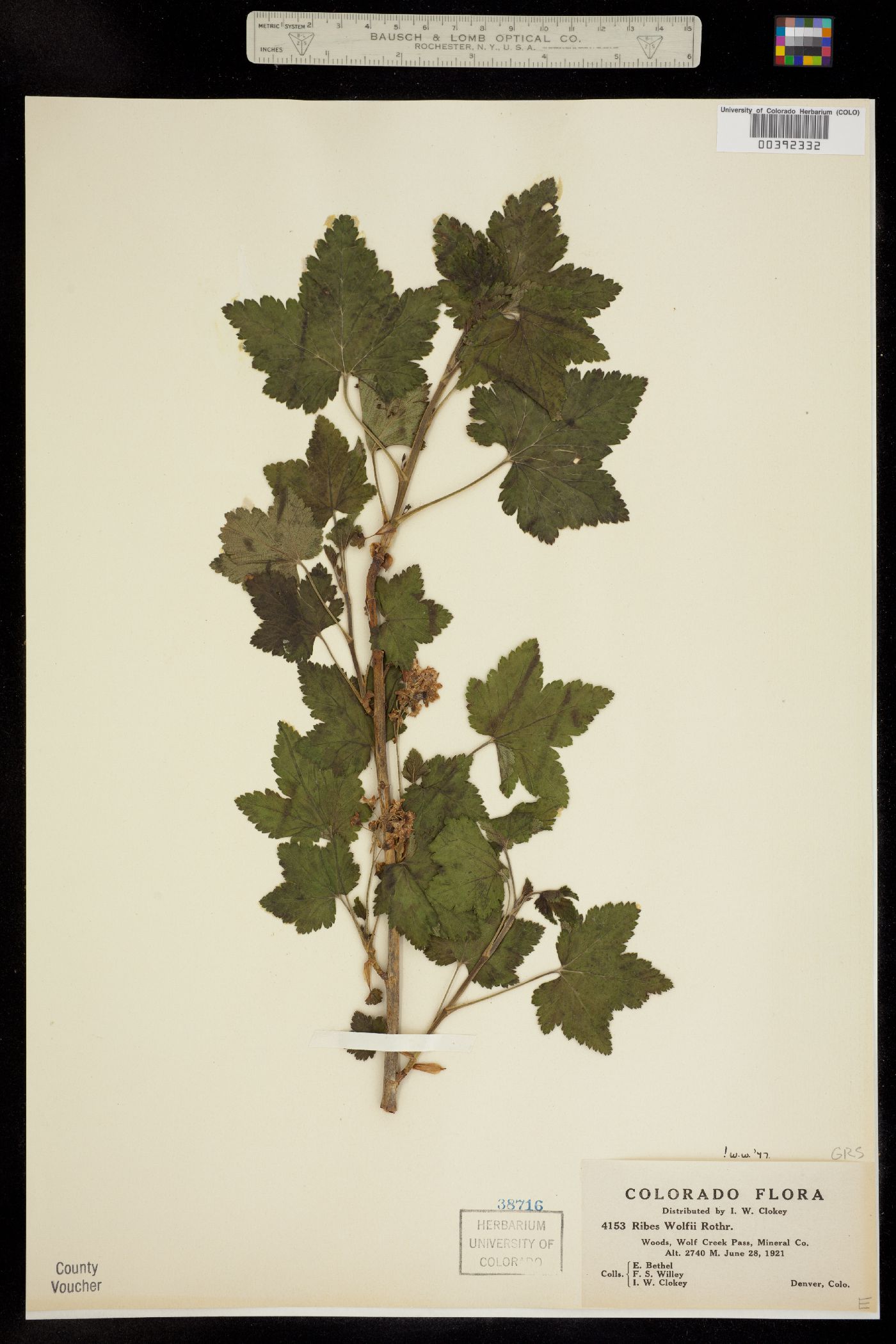 Grossulariaceae image