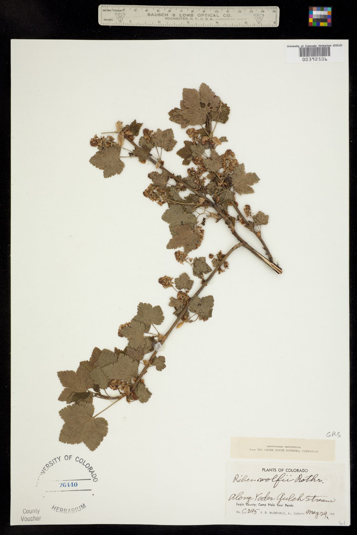Ribes wolfii image