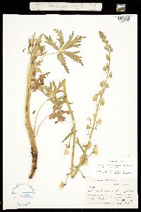 Aconitum columbianum ssp. columbianum image
