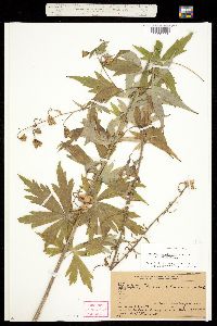 Aconitum columbianum var. columbianum image