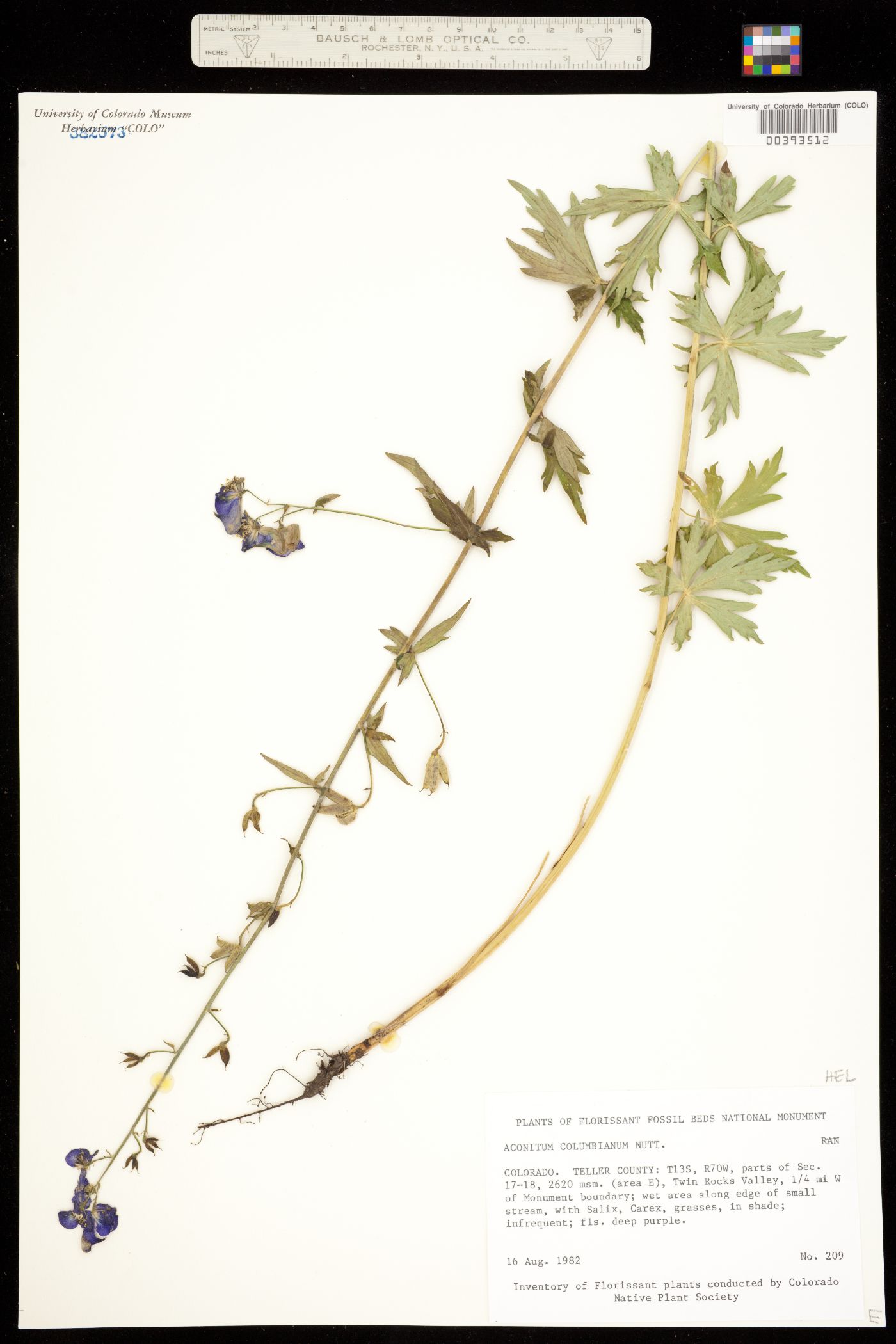 Aconitum columbianum image