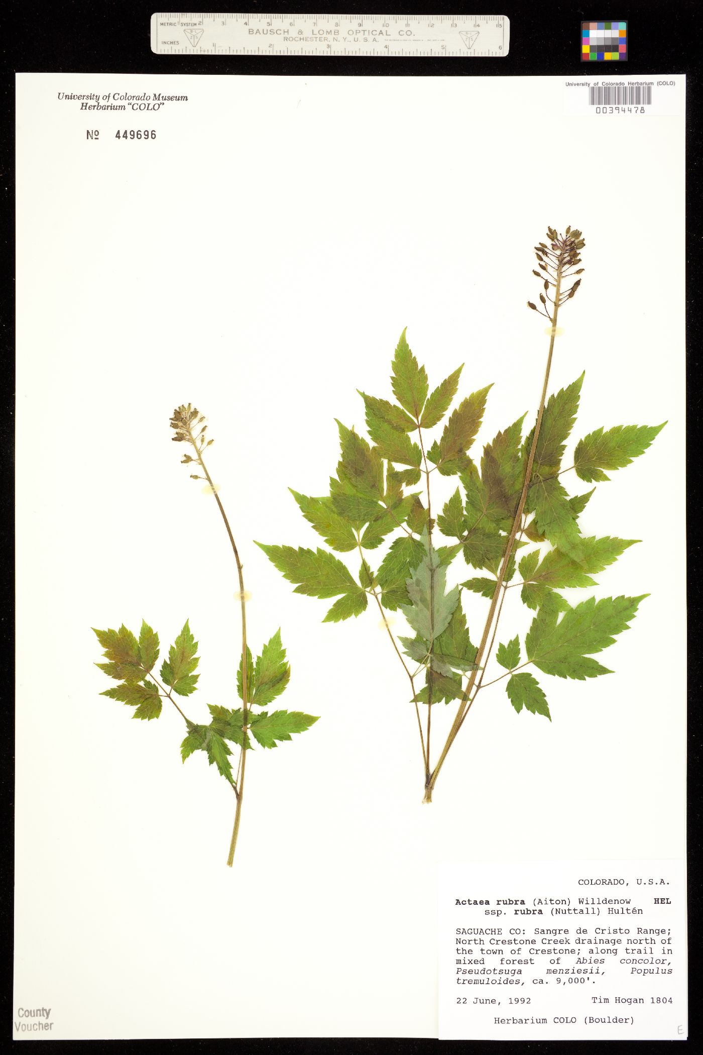 Actaea rubra image
