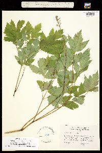Actaea rubra subsp. arguta image