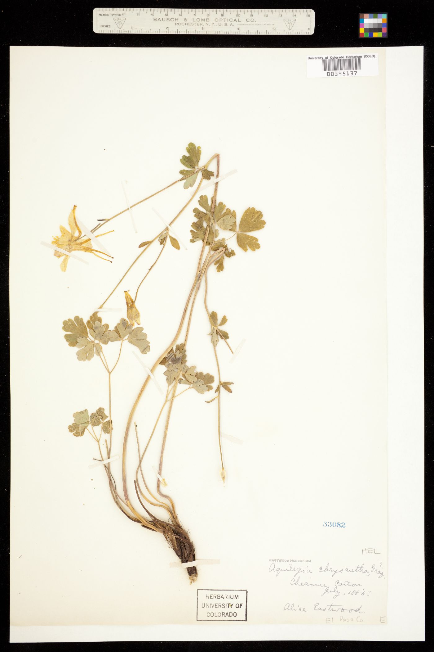 Aquilegia chrysantha image