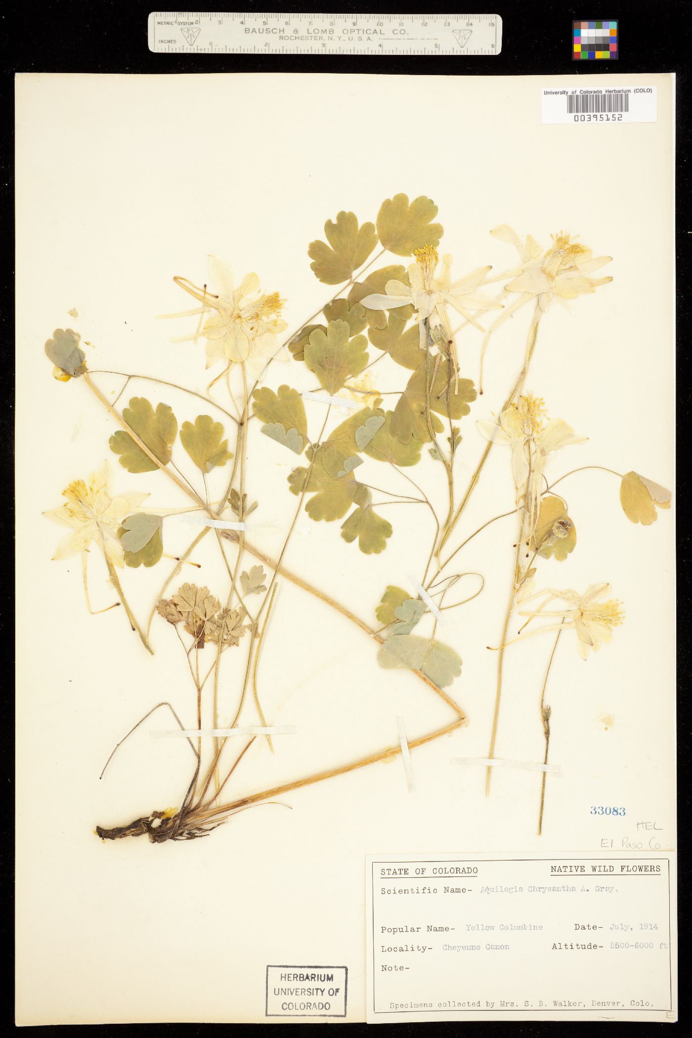Aquilegia chrysantha image