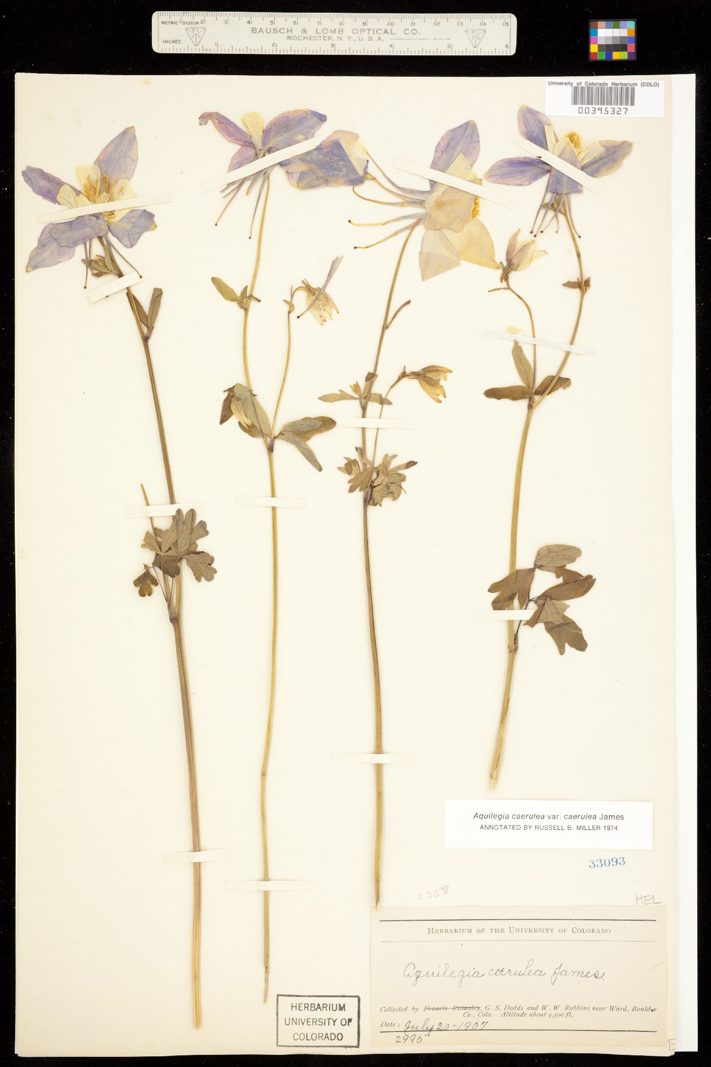 Aquilegia coerulea image