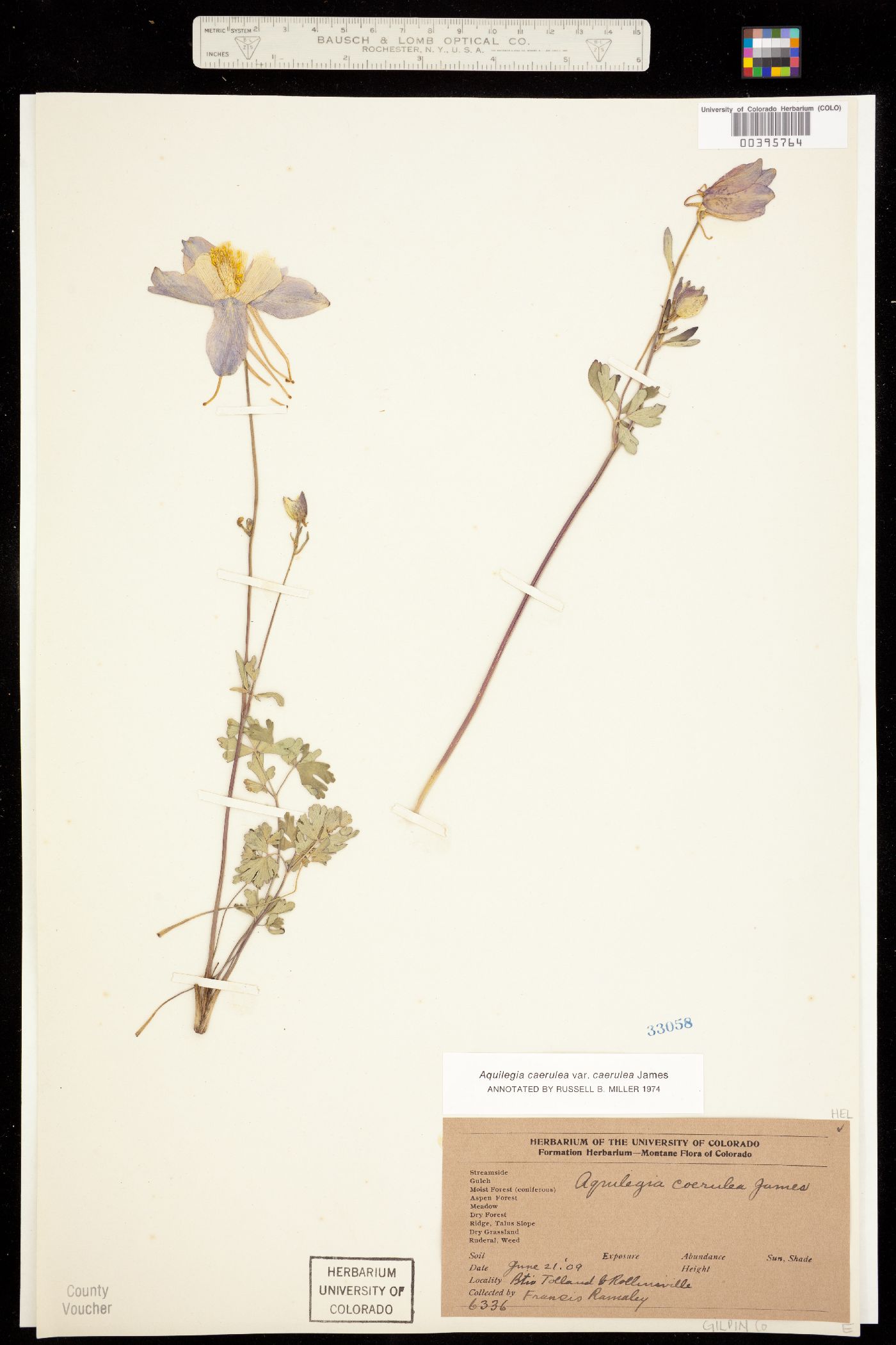 Aquilegia coerulea image