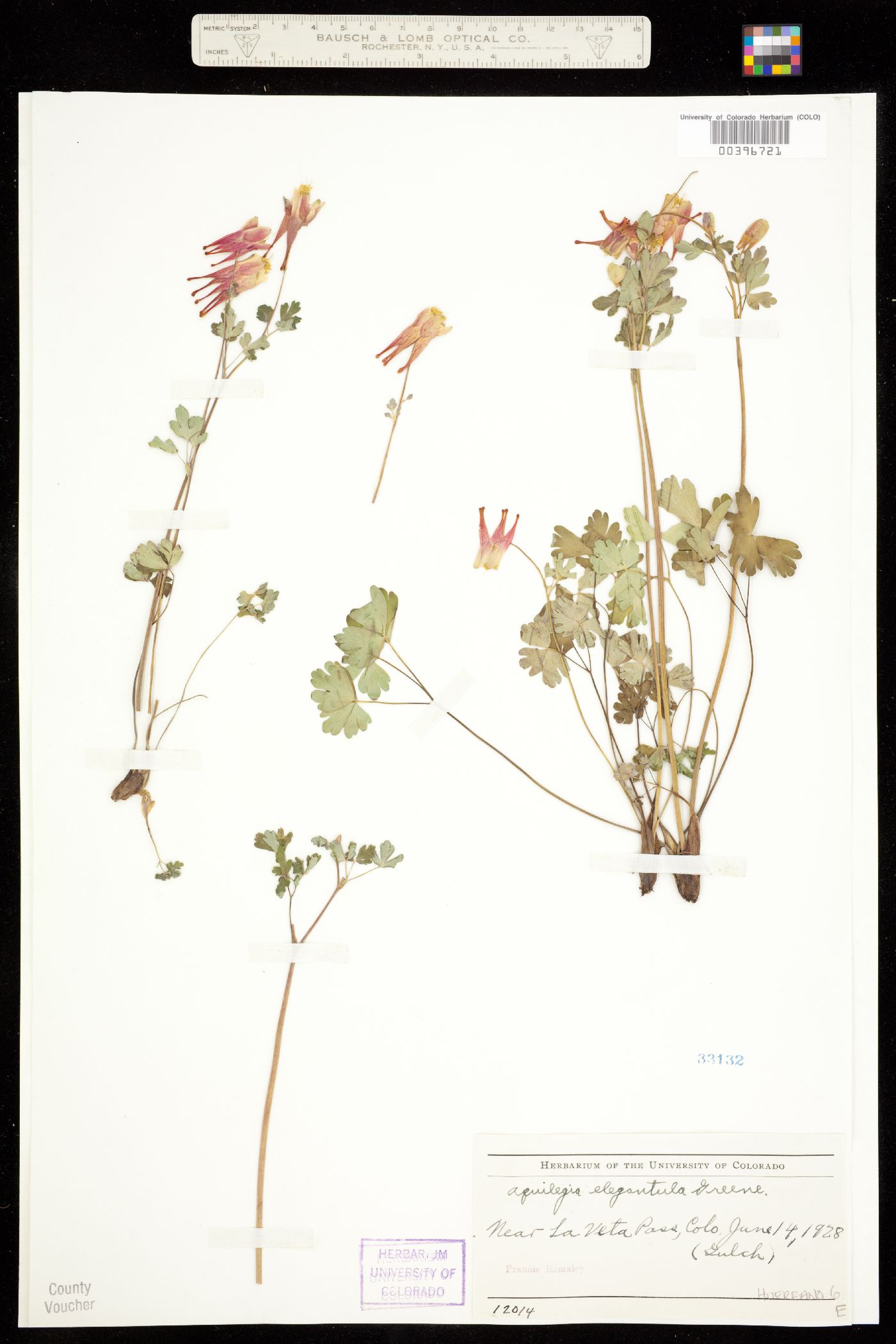 Aquilegia elegantula image