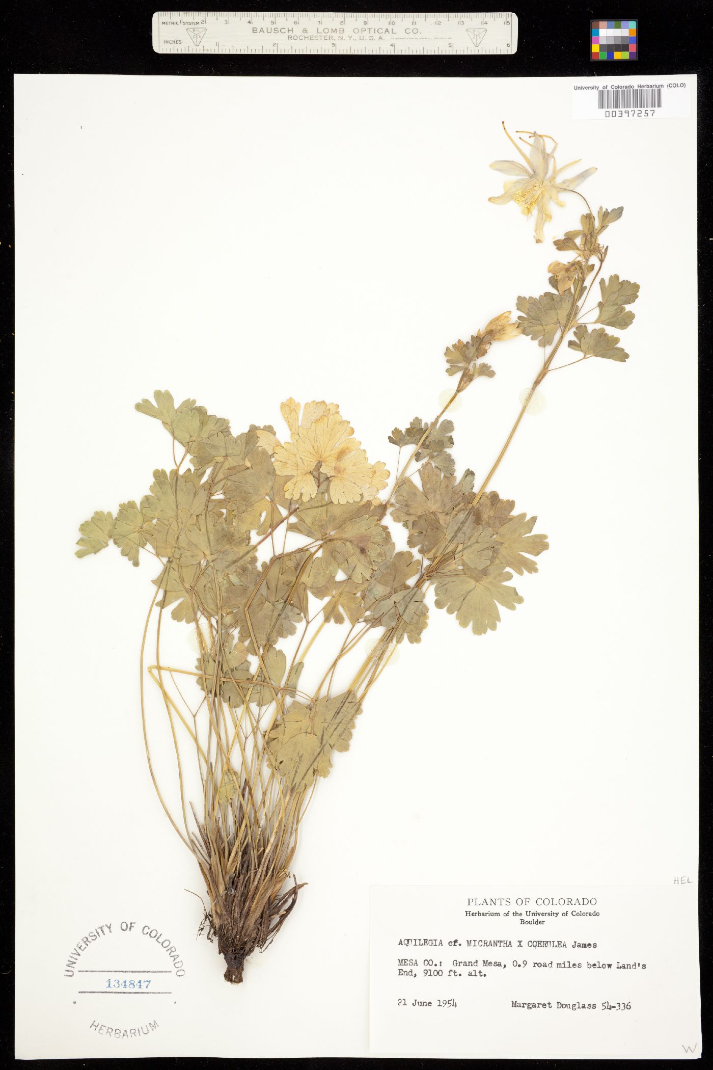 Aquilegia micrantha image