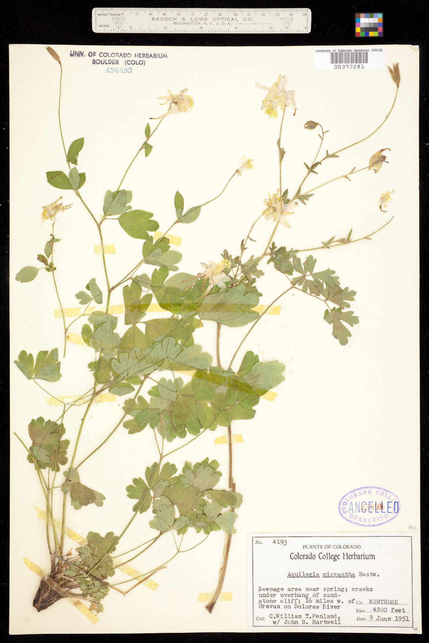 Aquilegia micrantha image