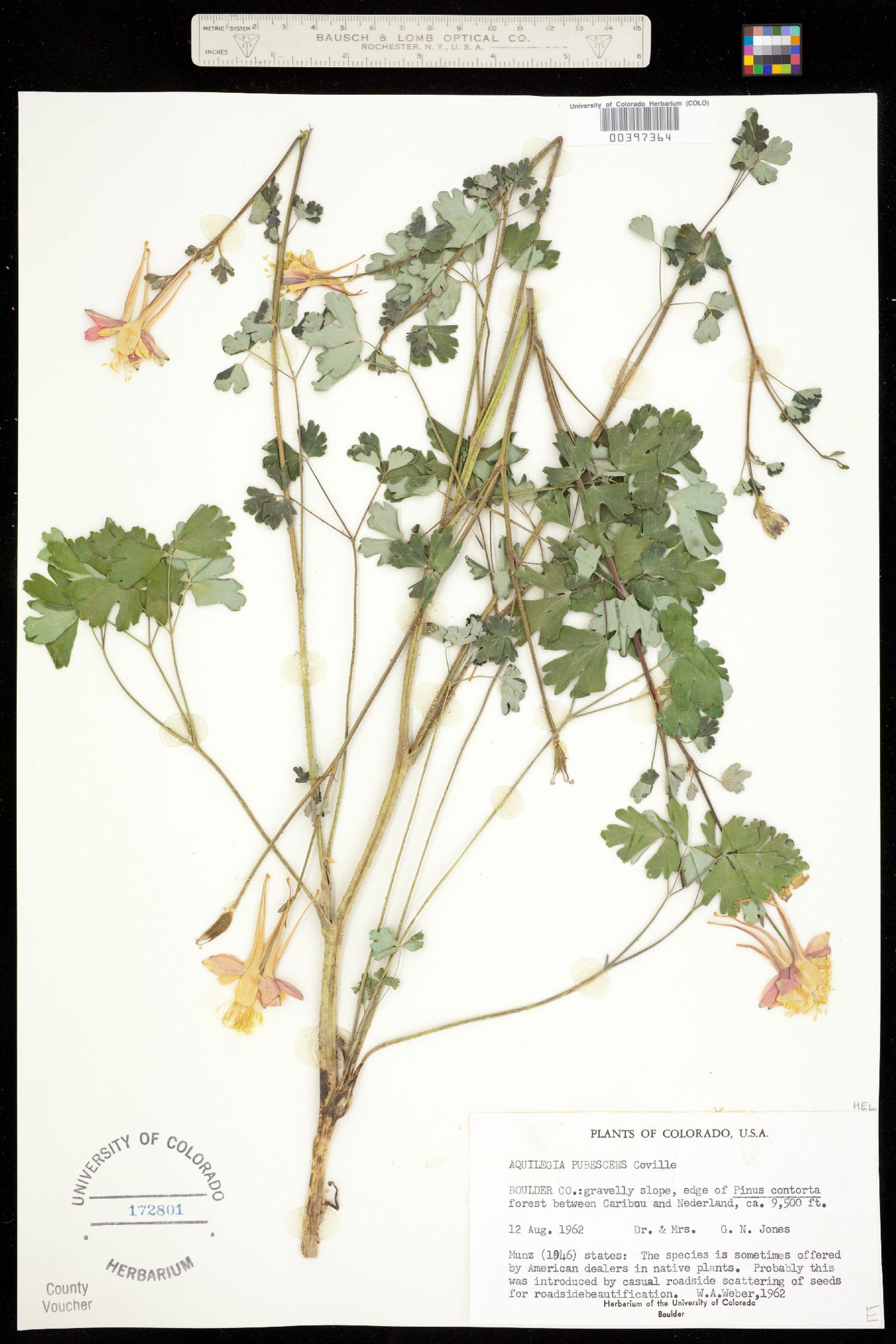 Aquilegia pubescens image