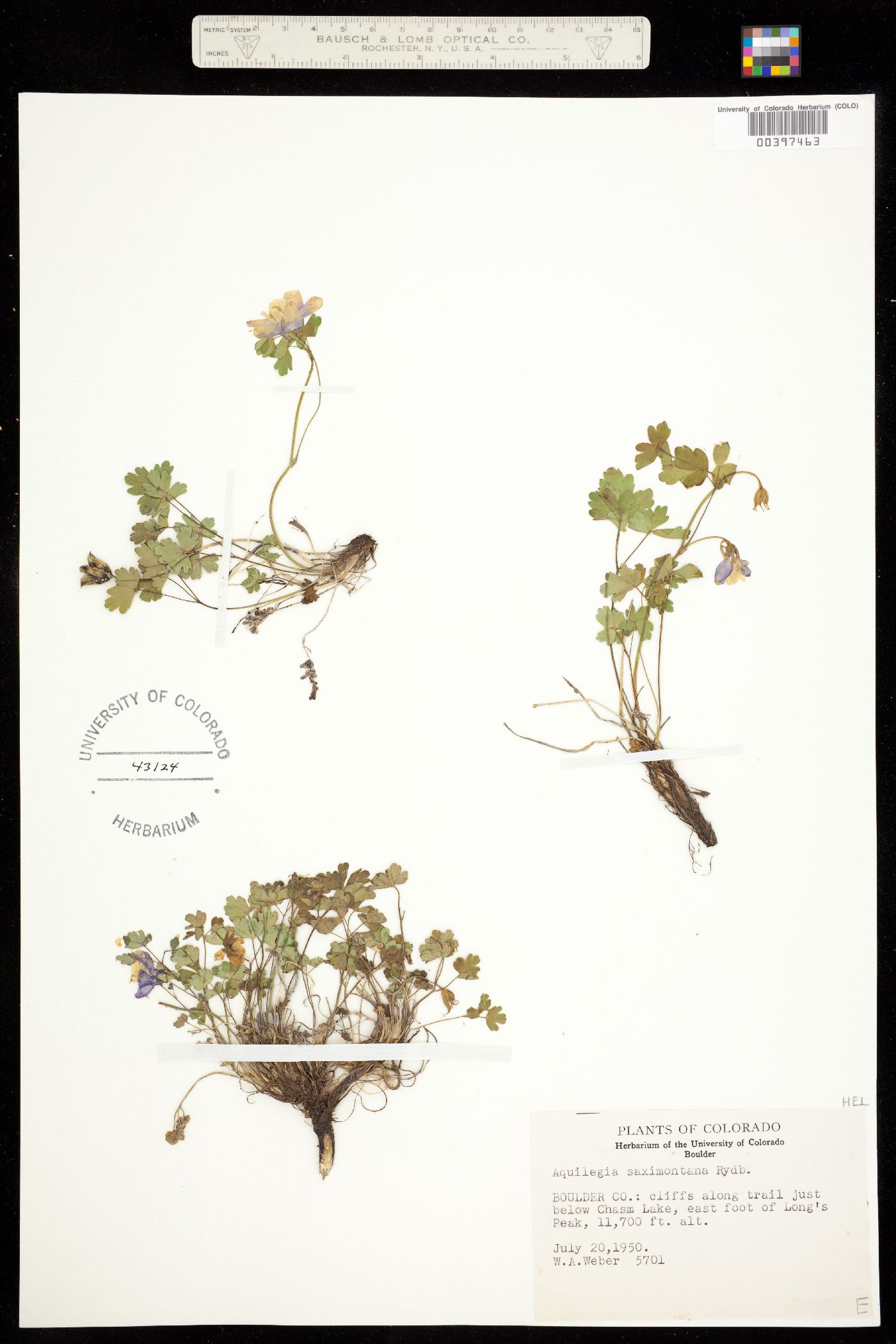 Aquilegia saximontana image