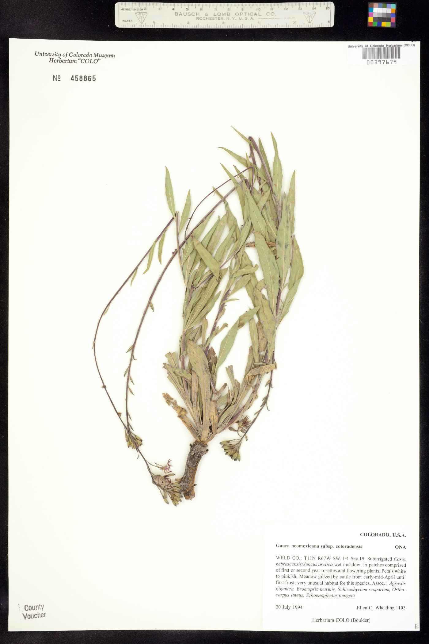 Oenothera coloradensis ssp. coloradensis image