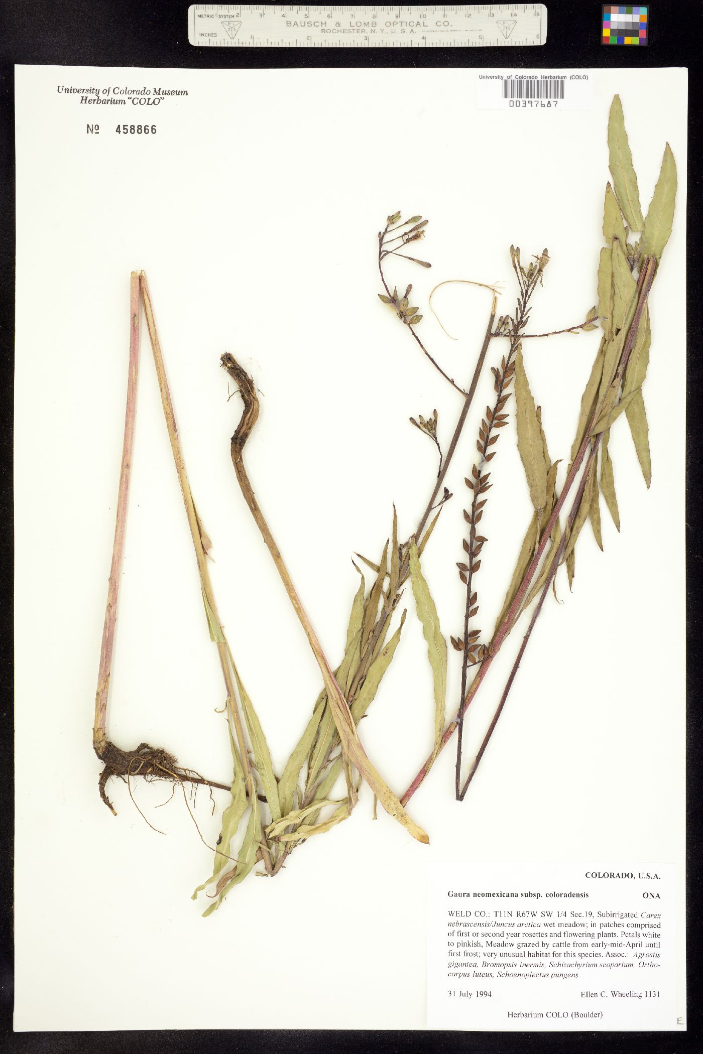 Oenothera coloradensis ssp. coloradensis image