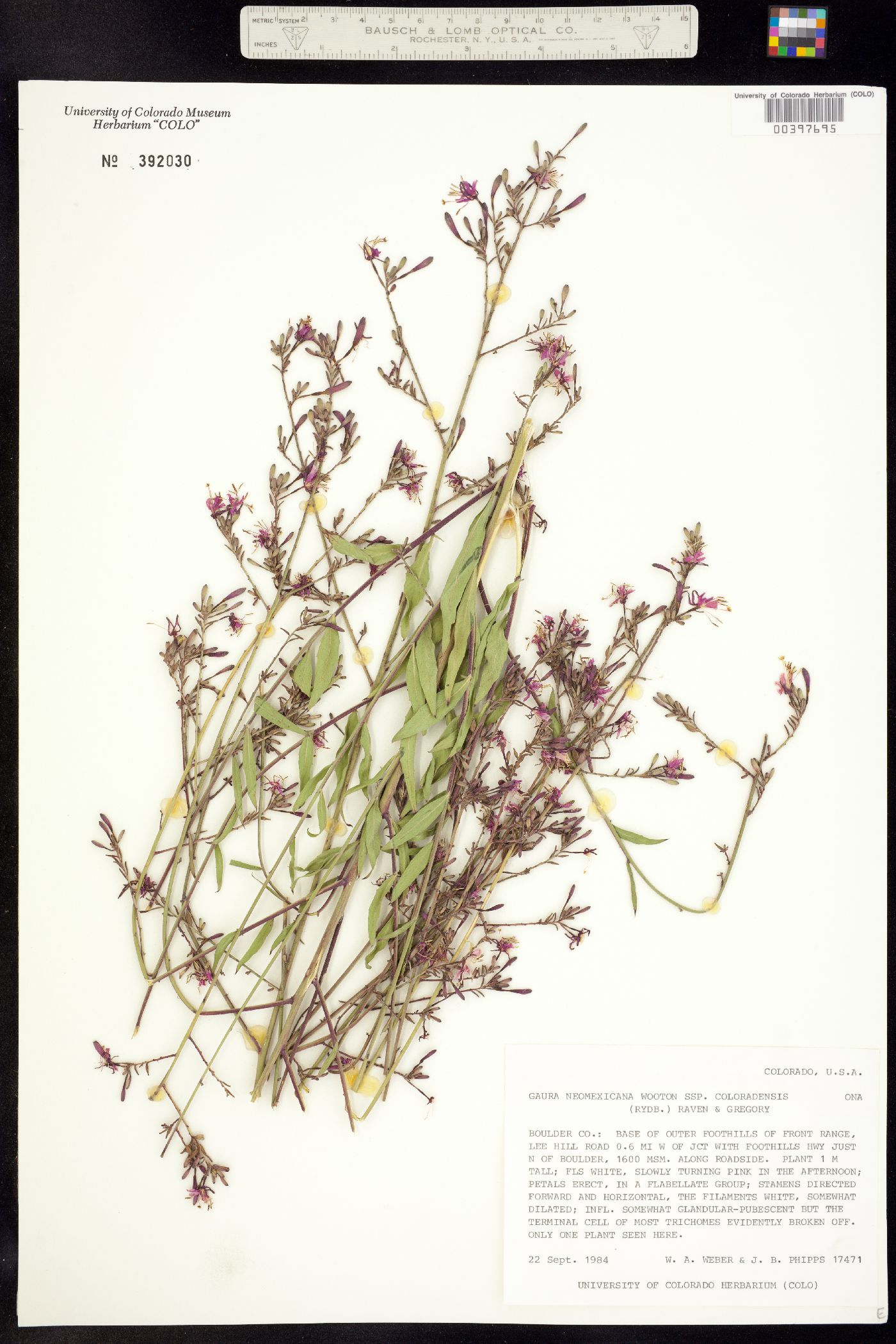 Oenothera coloradensis ssp. coloradensis image