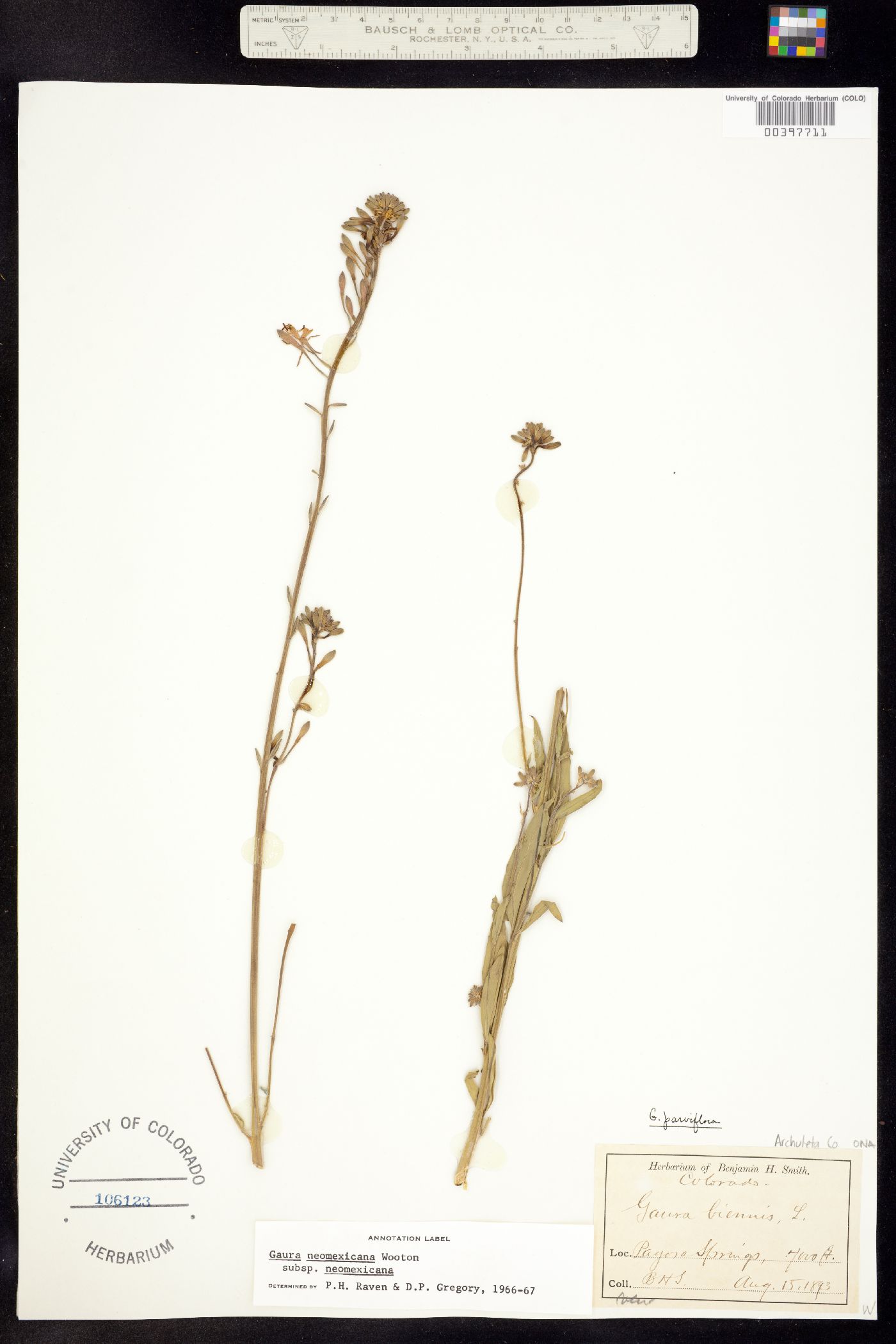 Oenothera coloradensis image