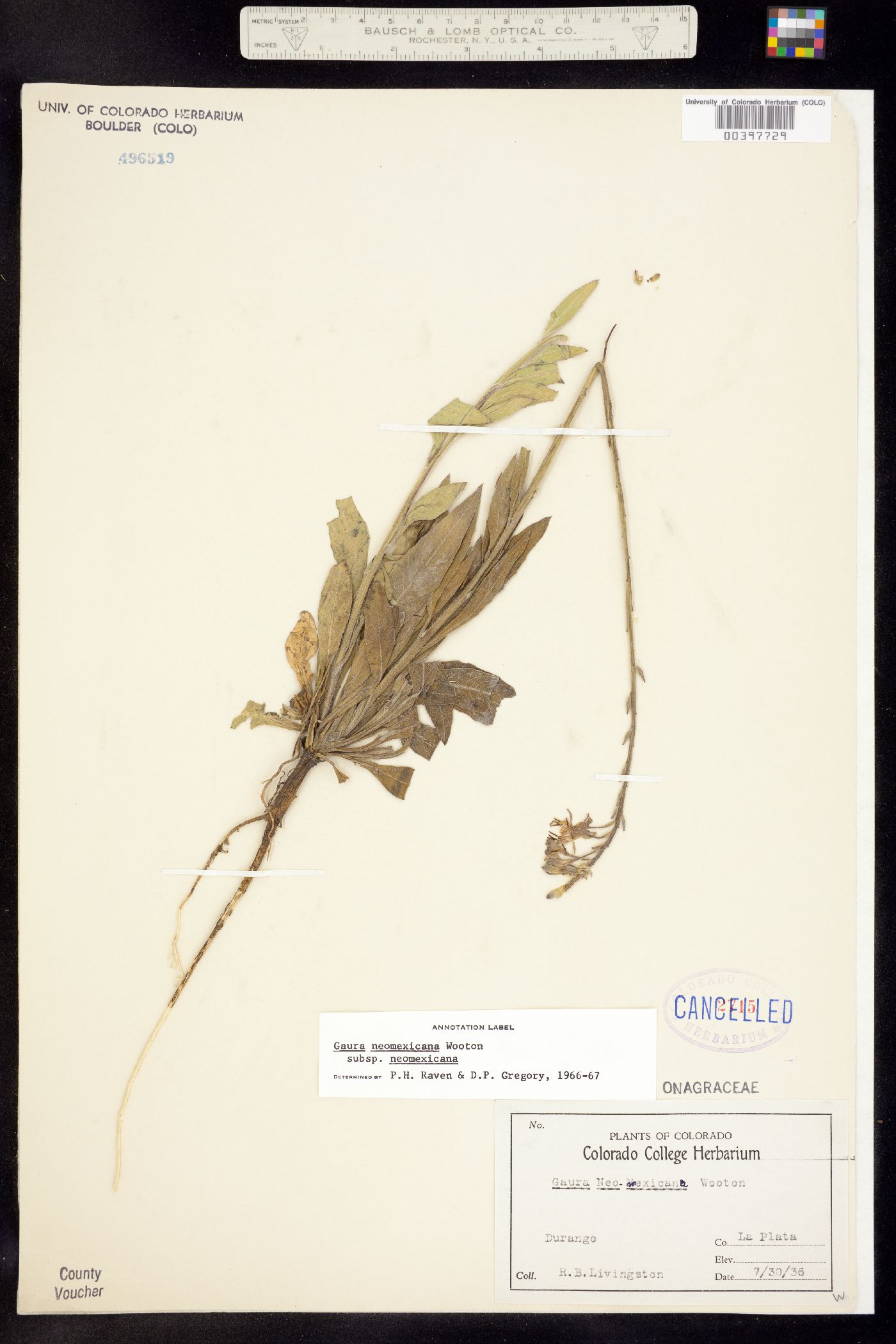 Oenothera coloradensis image