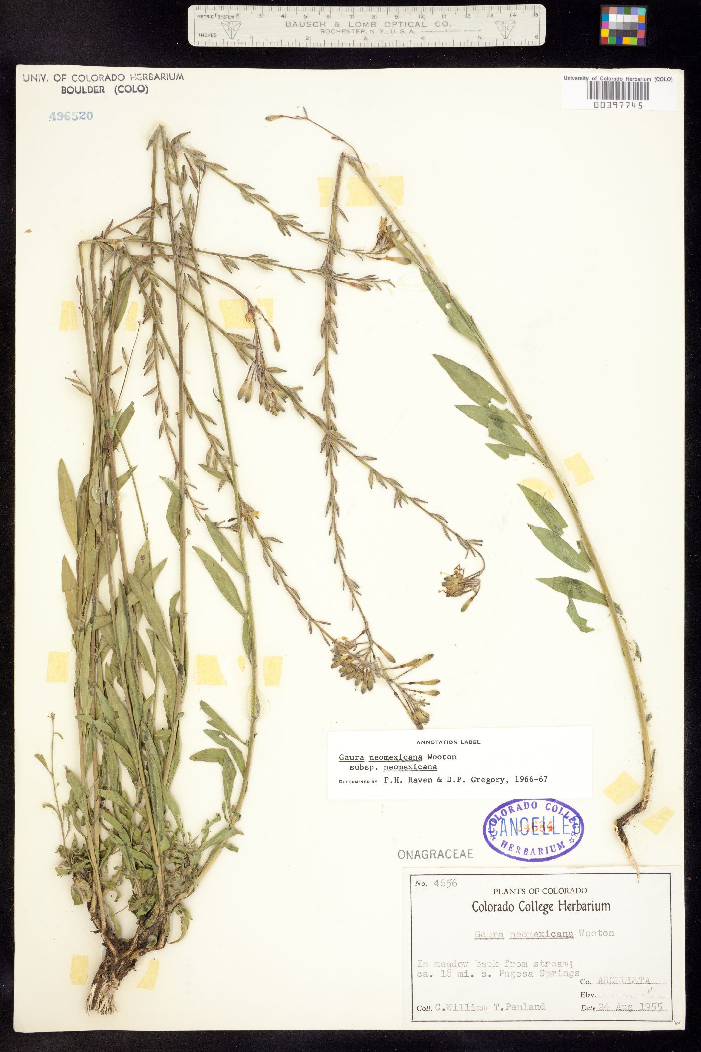 Oenothera coloradensis ssp. neomexicana image