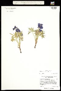 Delphinium alpestre image