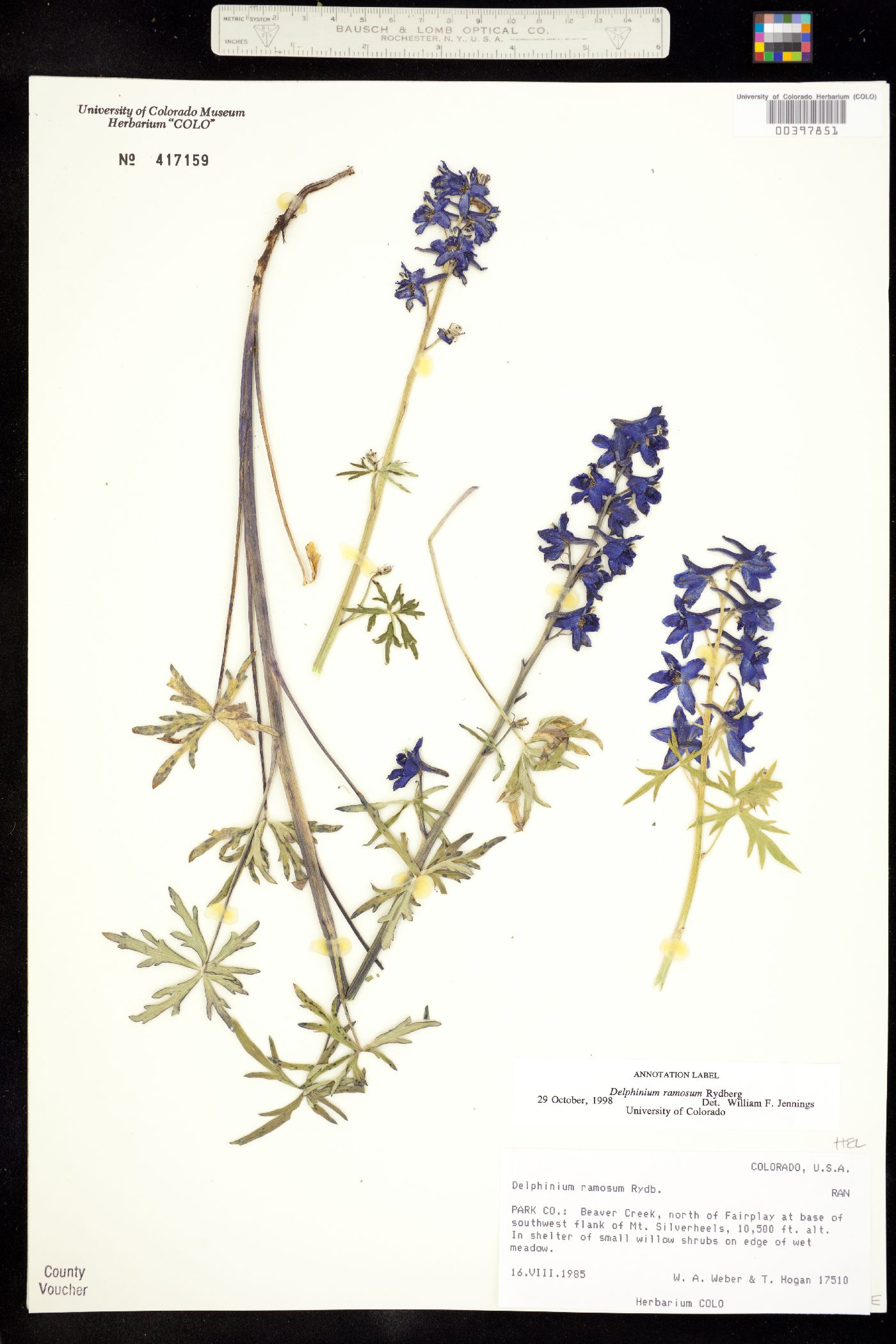 Delphinium ramosum image