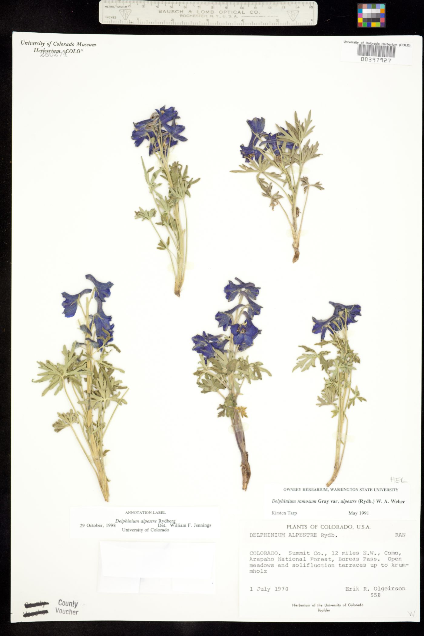 Delphinium alpestre image