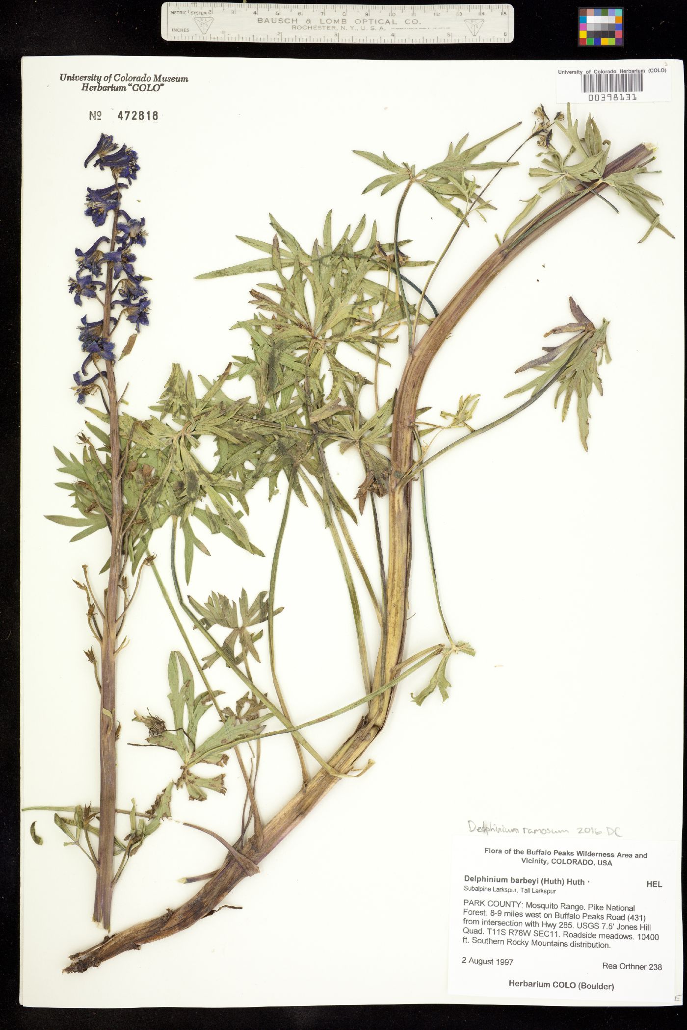 Delphinium barbeyi image