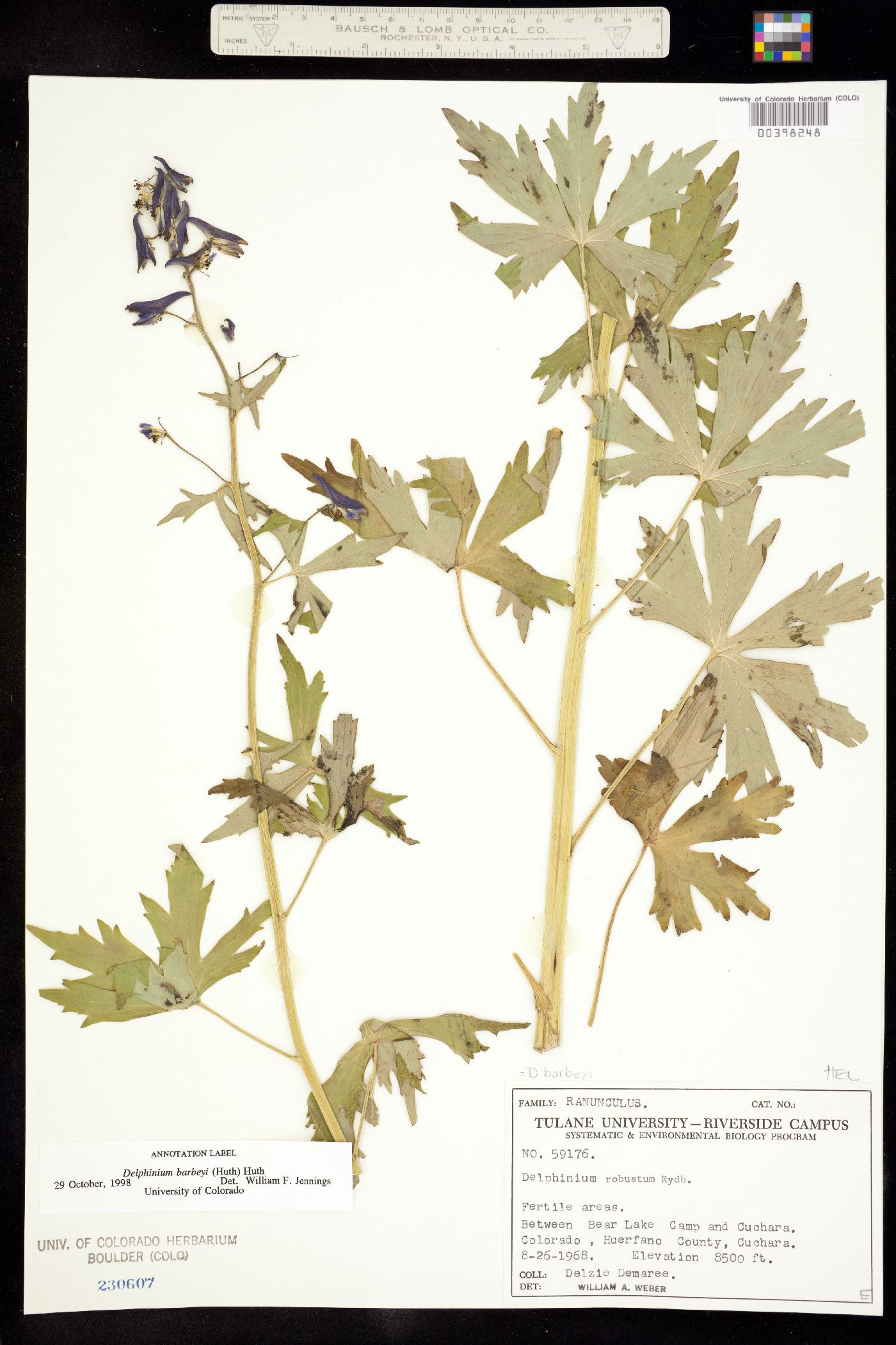 Delphinium barbeyi image