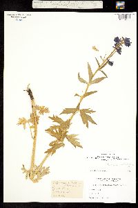 Delphinium barbeyi image