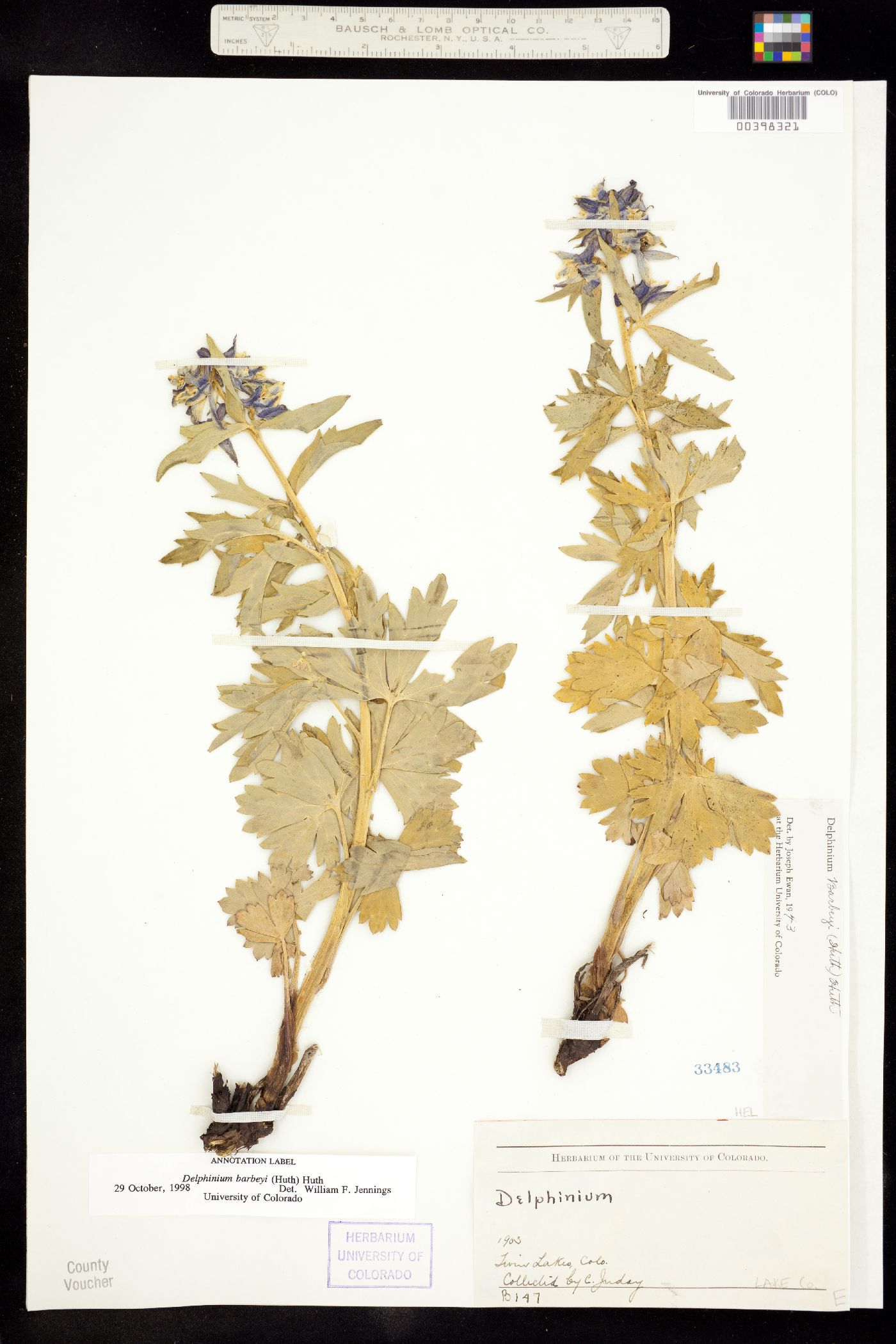 Delphinium barbeyi image