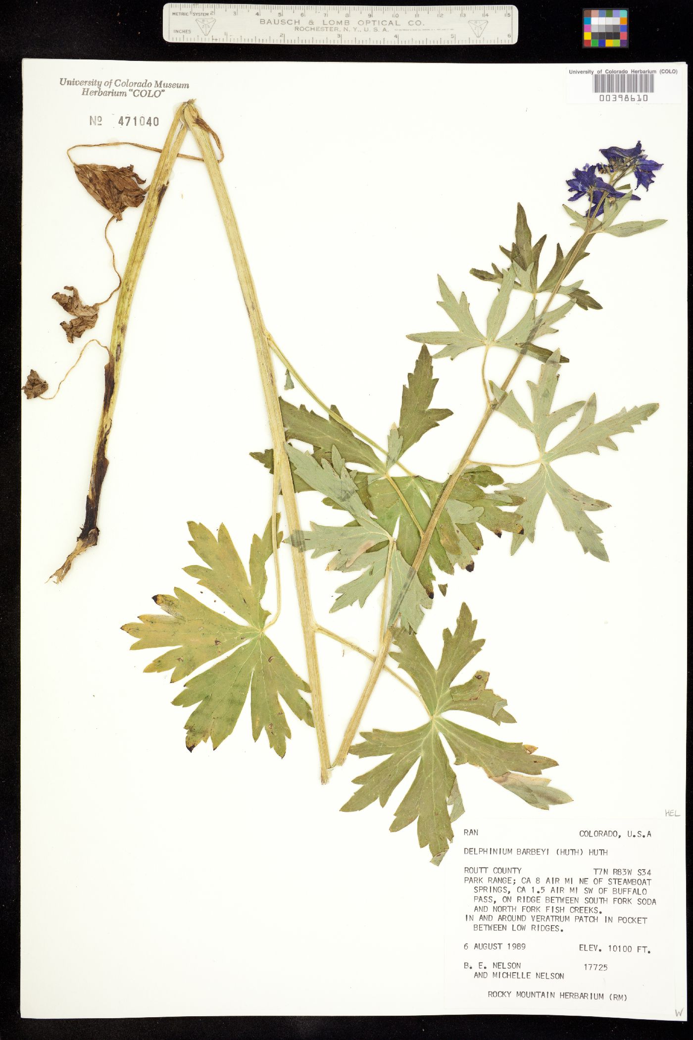 Delphinium barbeyi image