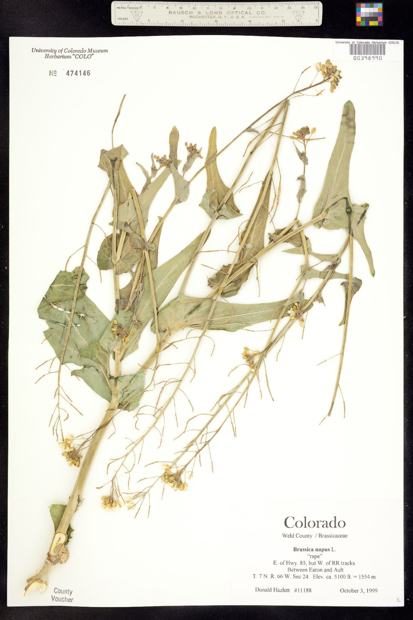 Brassica image