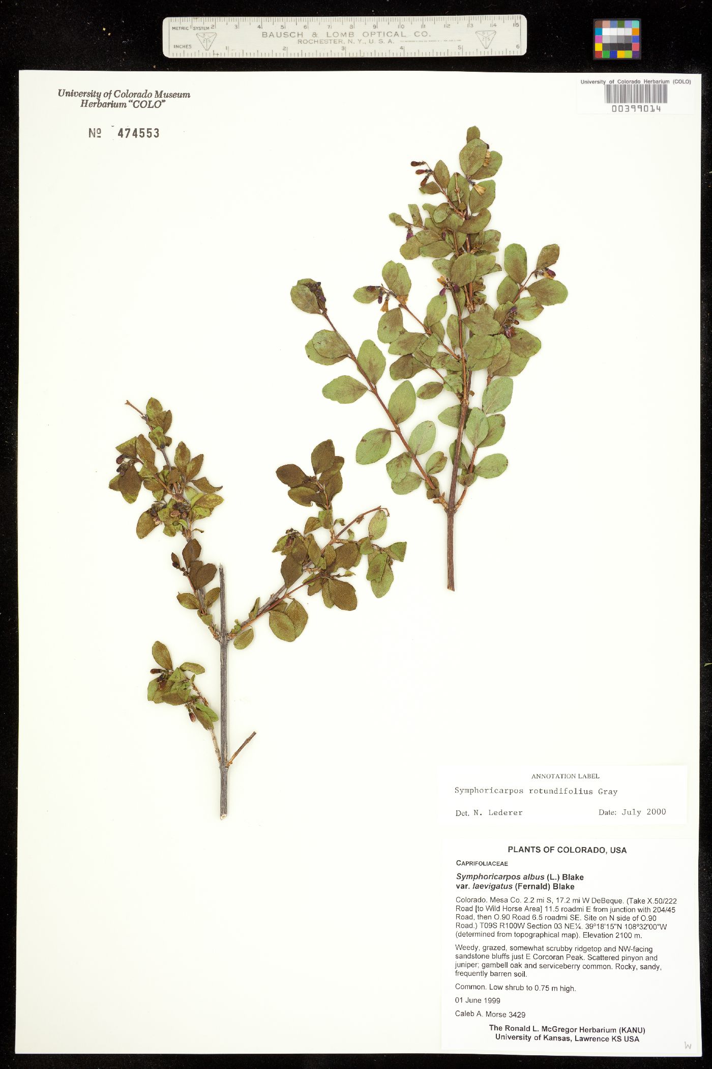 Symphoricarpos rotundifolius image