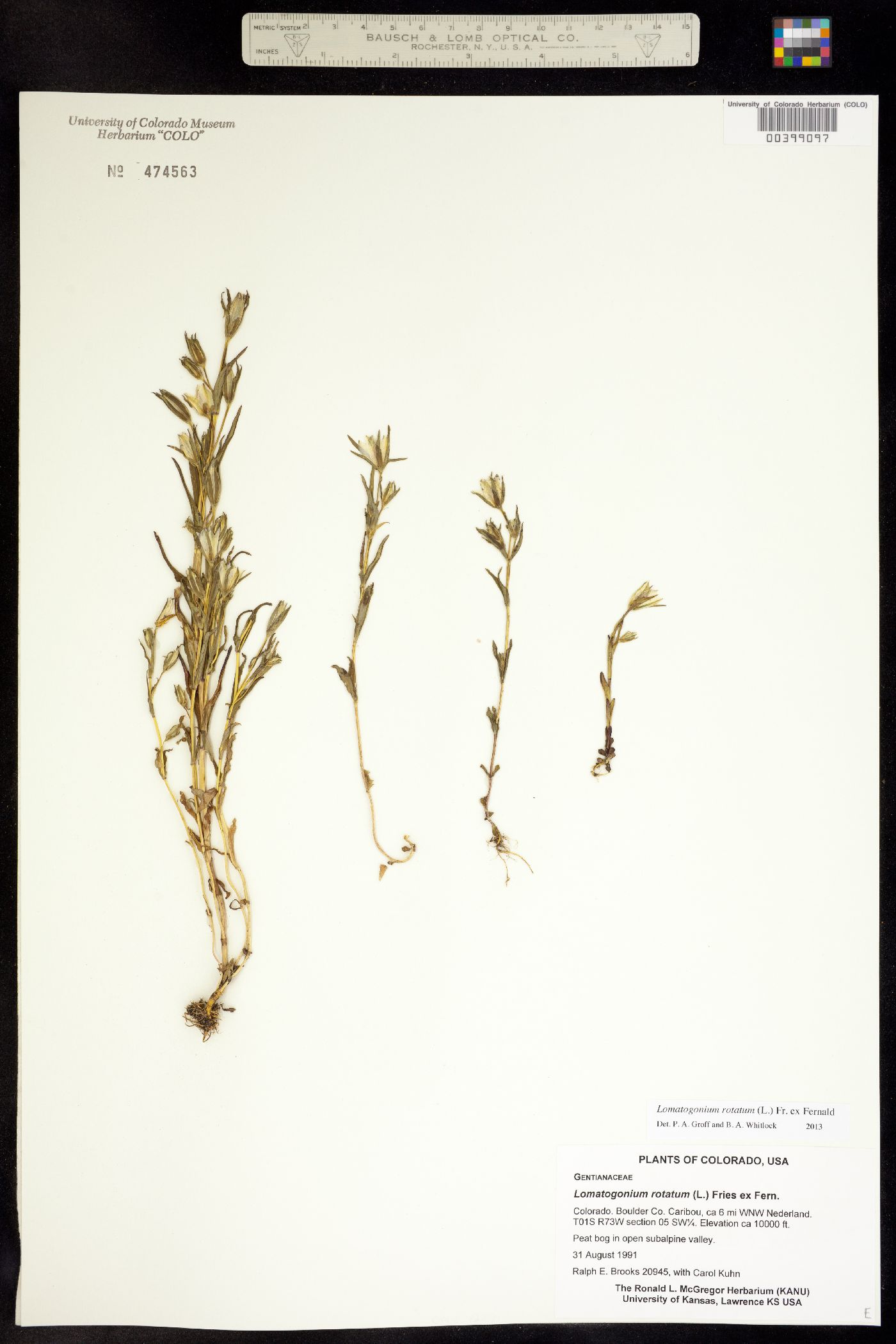 Lomatogonium rotatum image