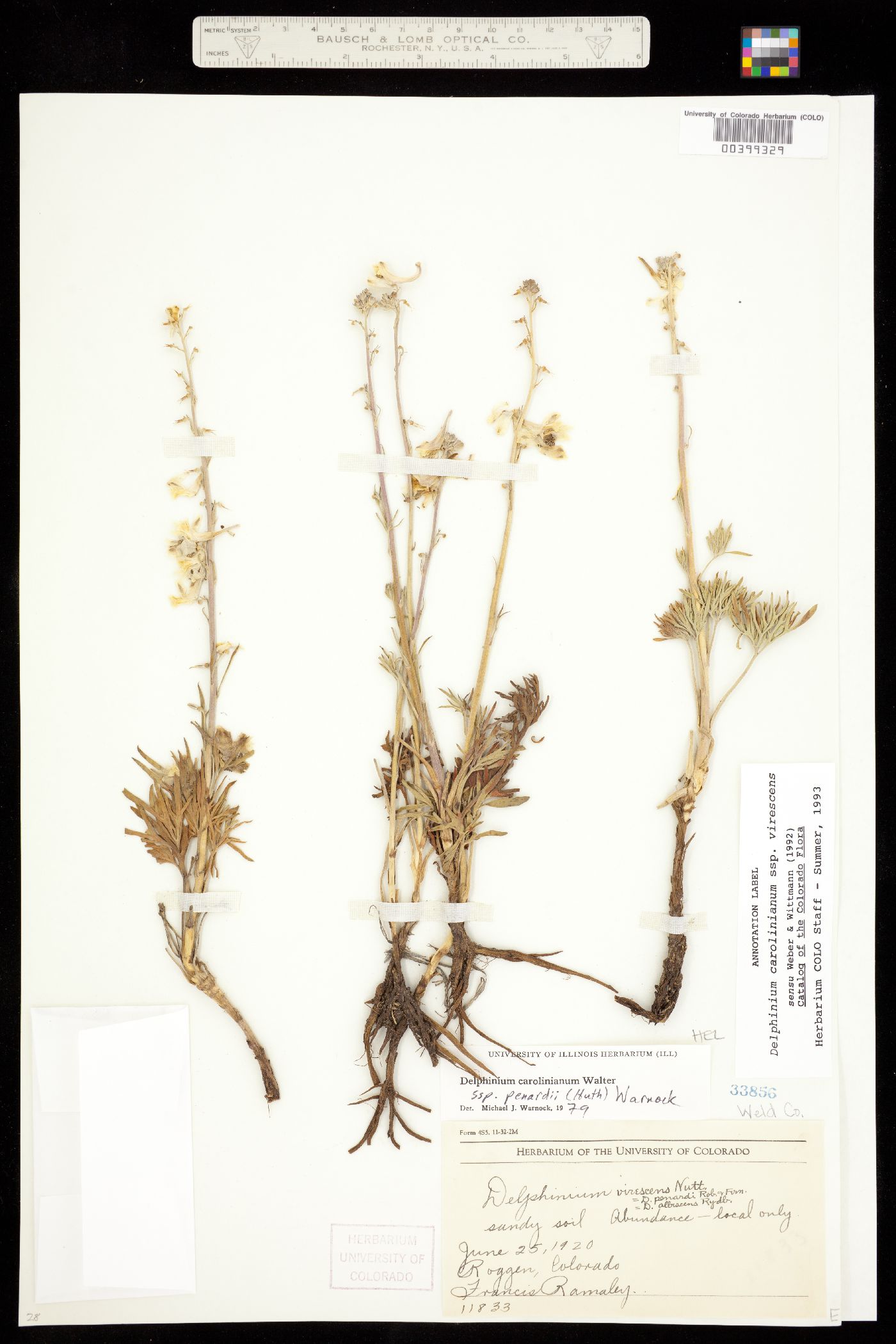 Delphinium carolinianum ssp. virescens image