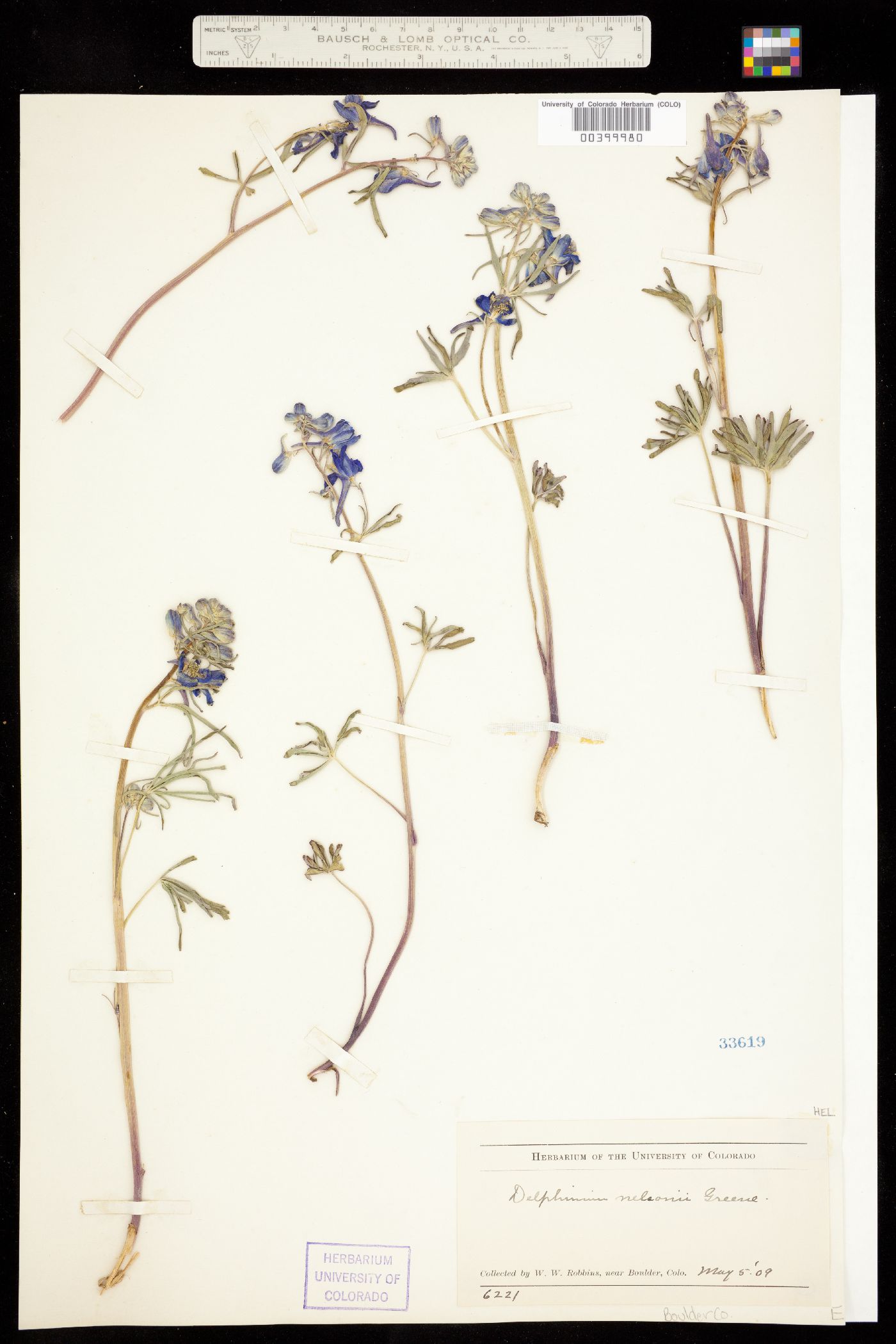Delphinium nuttallianum image