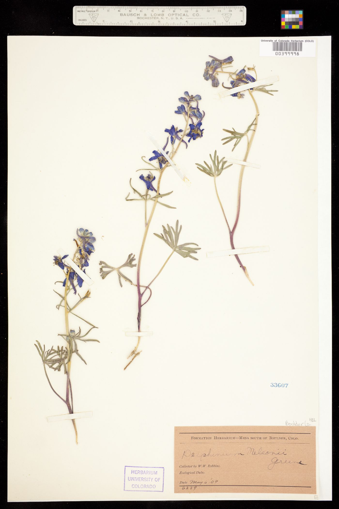 Delphinium nuttallianum image