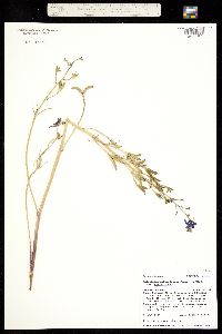 Delphinium nuttallianum image